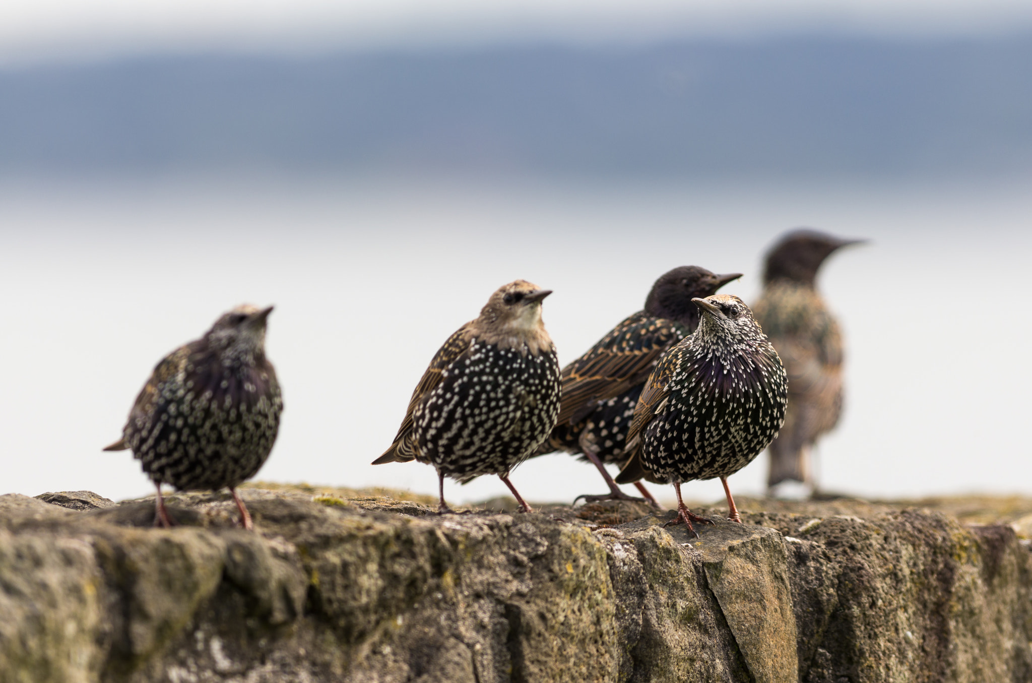 Pentax smc DA* 300mm F4.0 ED (IF) SDM sample photo. Starling photography