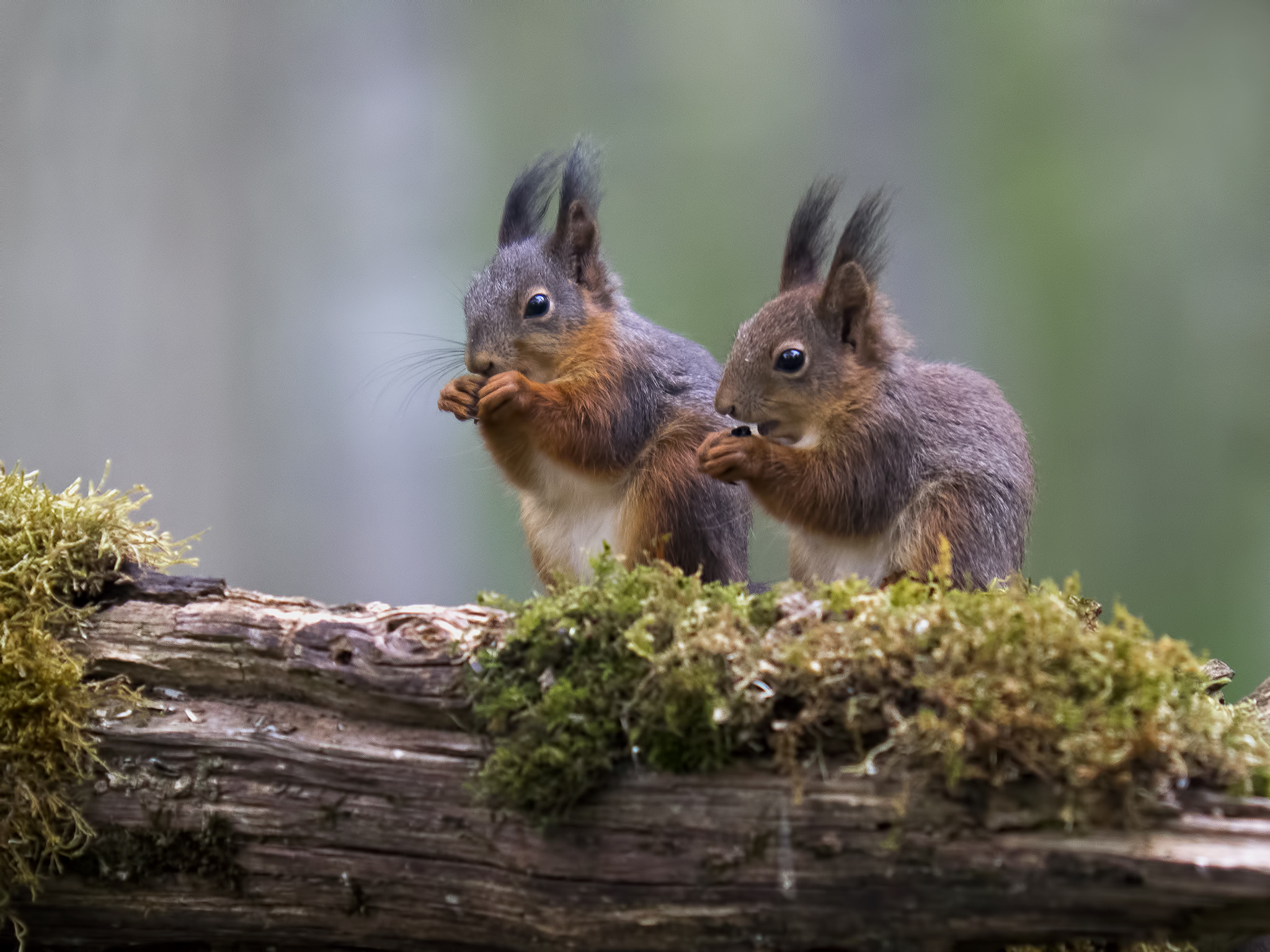 Olympus Zuiko Digital ED 150mm F2.0 sample photo. Squirrels twins photography