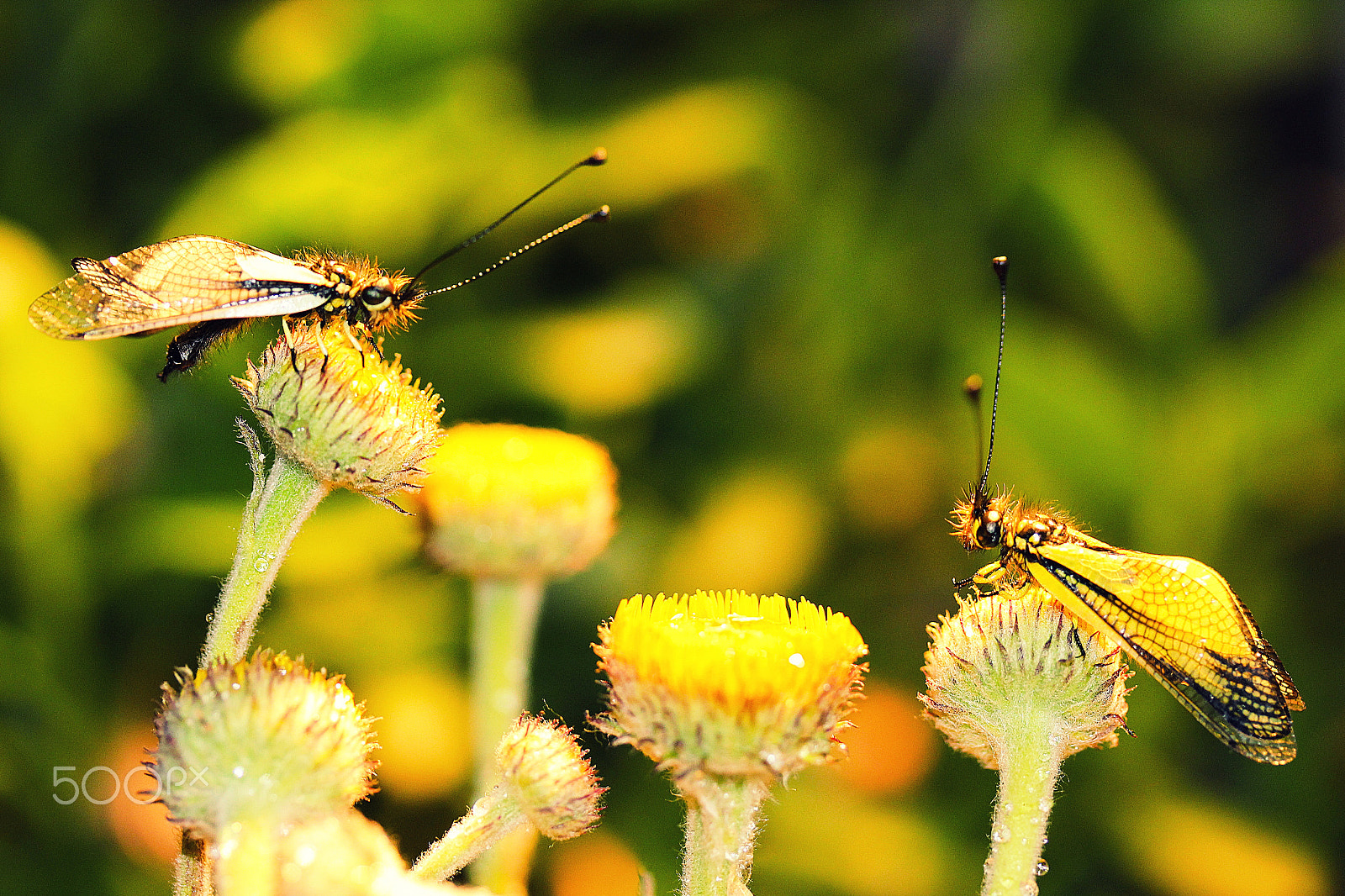 Canon EF-S 60mm F2.8 Macro USM sample photo. Libelloides coccajus photography