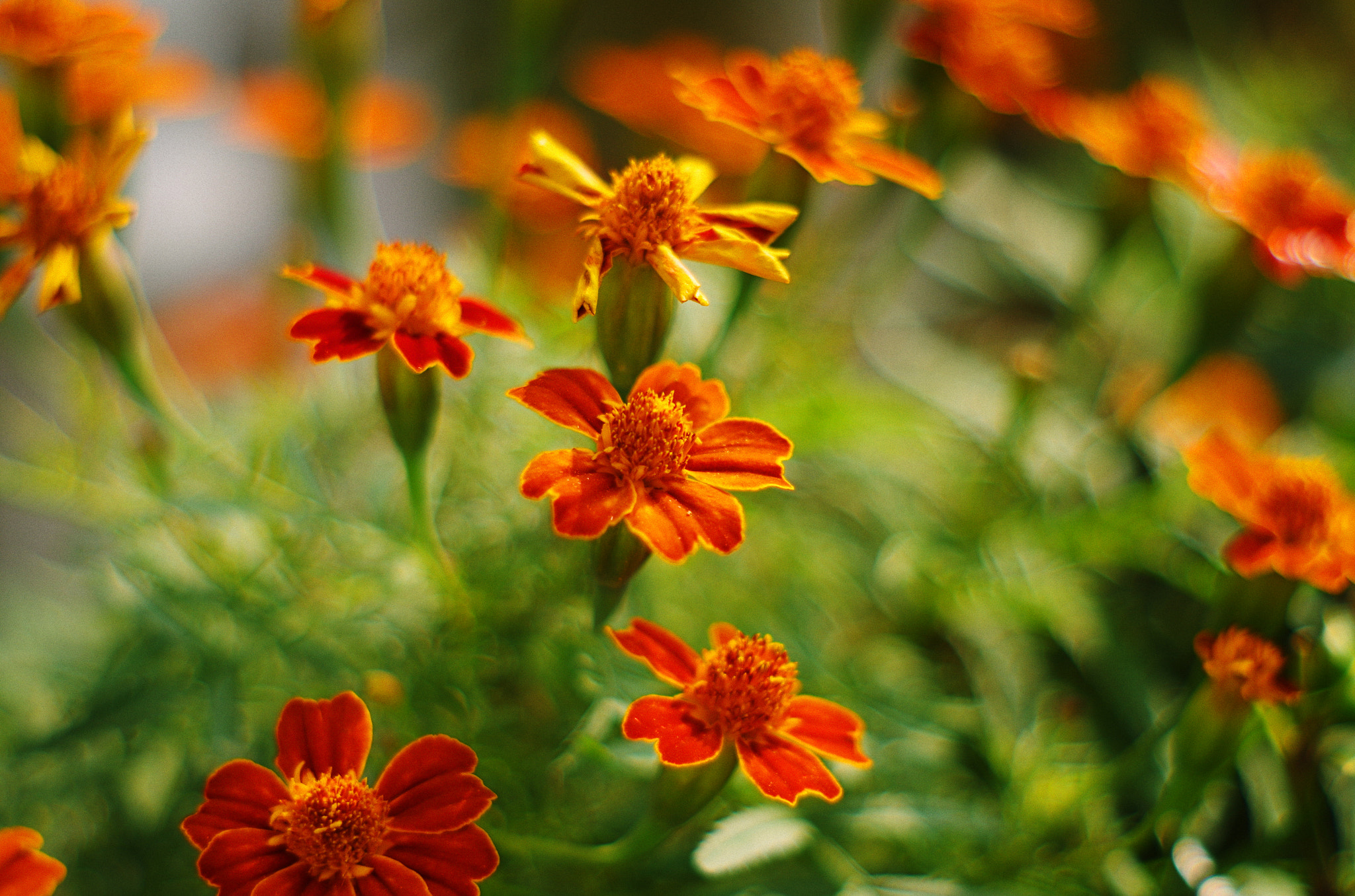 Pentax K-50 + A Series Lens sample photo. Orange up photography