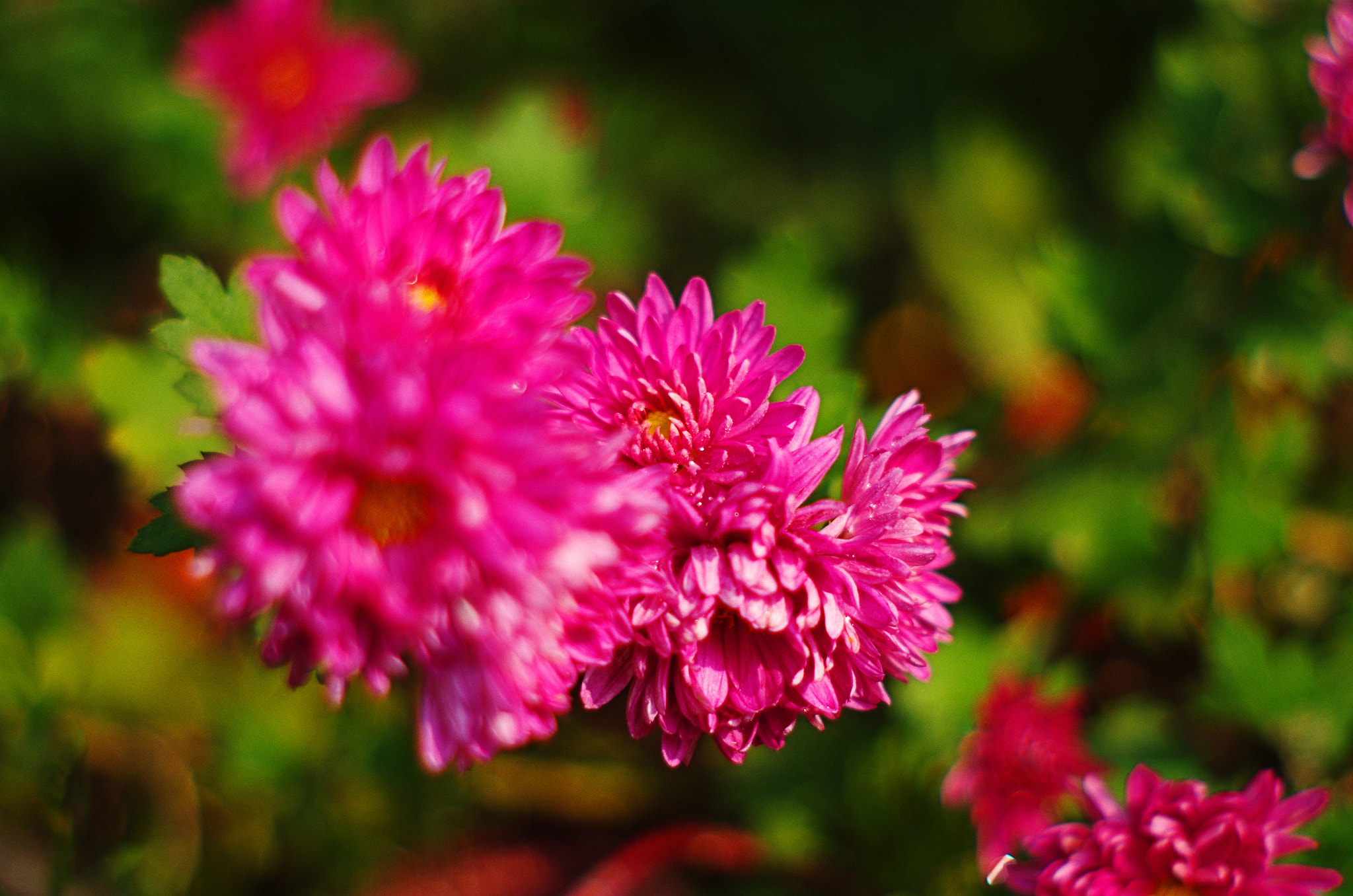 Pentax K-50 + A Series Lens sample photo. Open photography