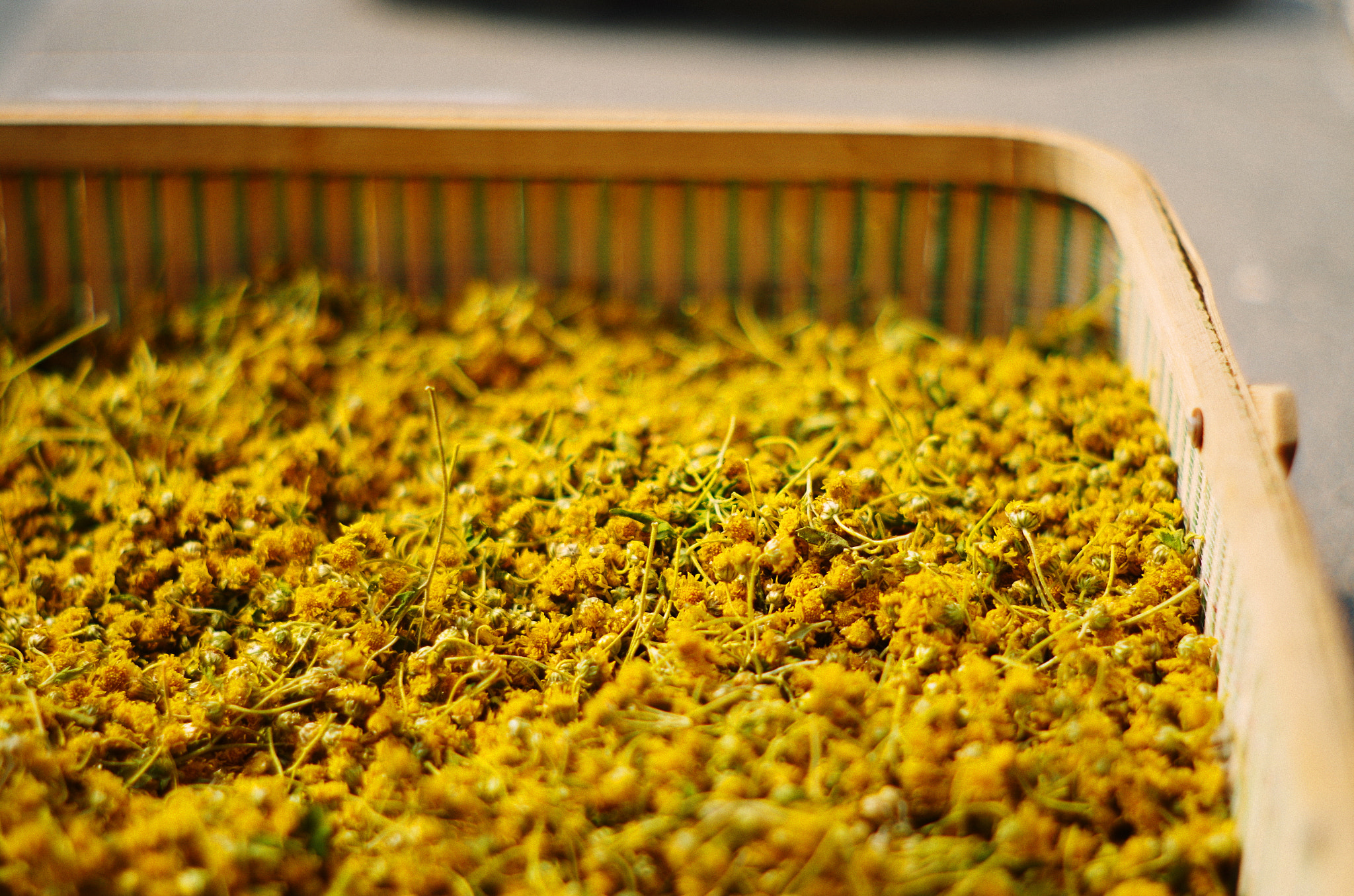 Pentax K-50 + A Series Lens sample photo. Dry yellow flowers photography