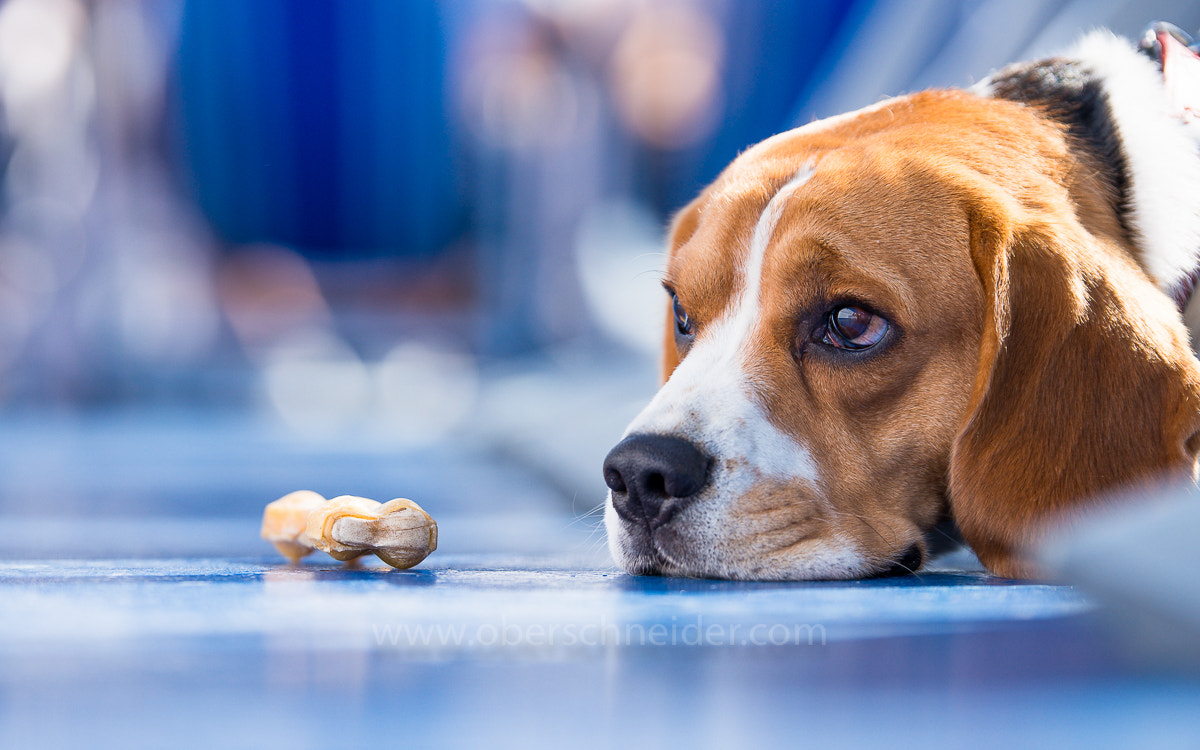 Sony a99 II + Tamron SP 70-200mm F2.8 Di VC USD sample photo. Sad dog #1 photography