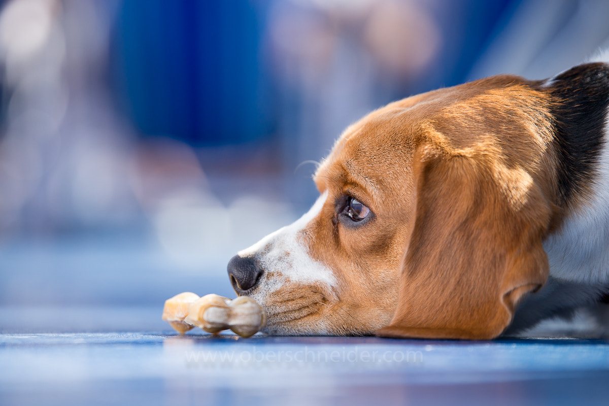 Sony a99 II + Tamron SP 70-200mm F2.8 Di VC USD sample photo. Sad dog #3 photography