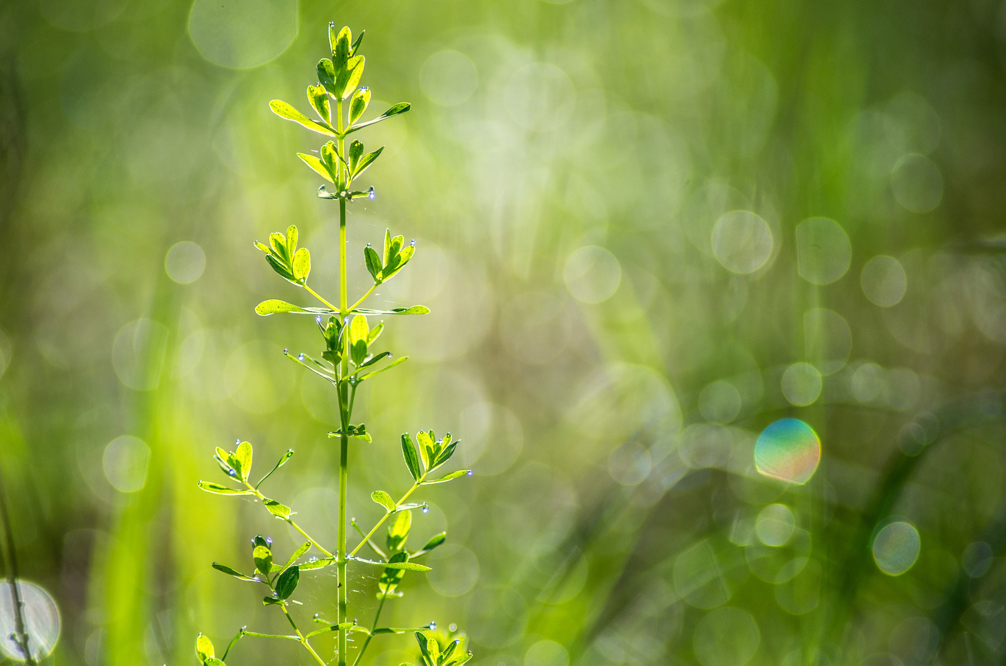 Tamron AF 70-300mm F4-5.6 Di LD Macro sample photo. Morning in the forest photography
