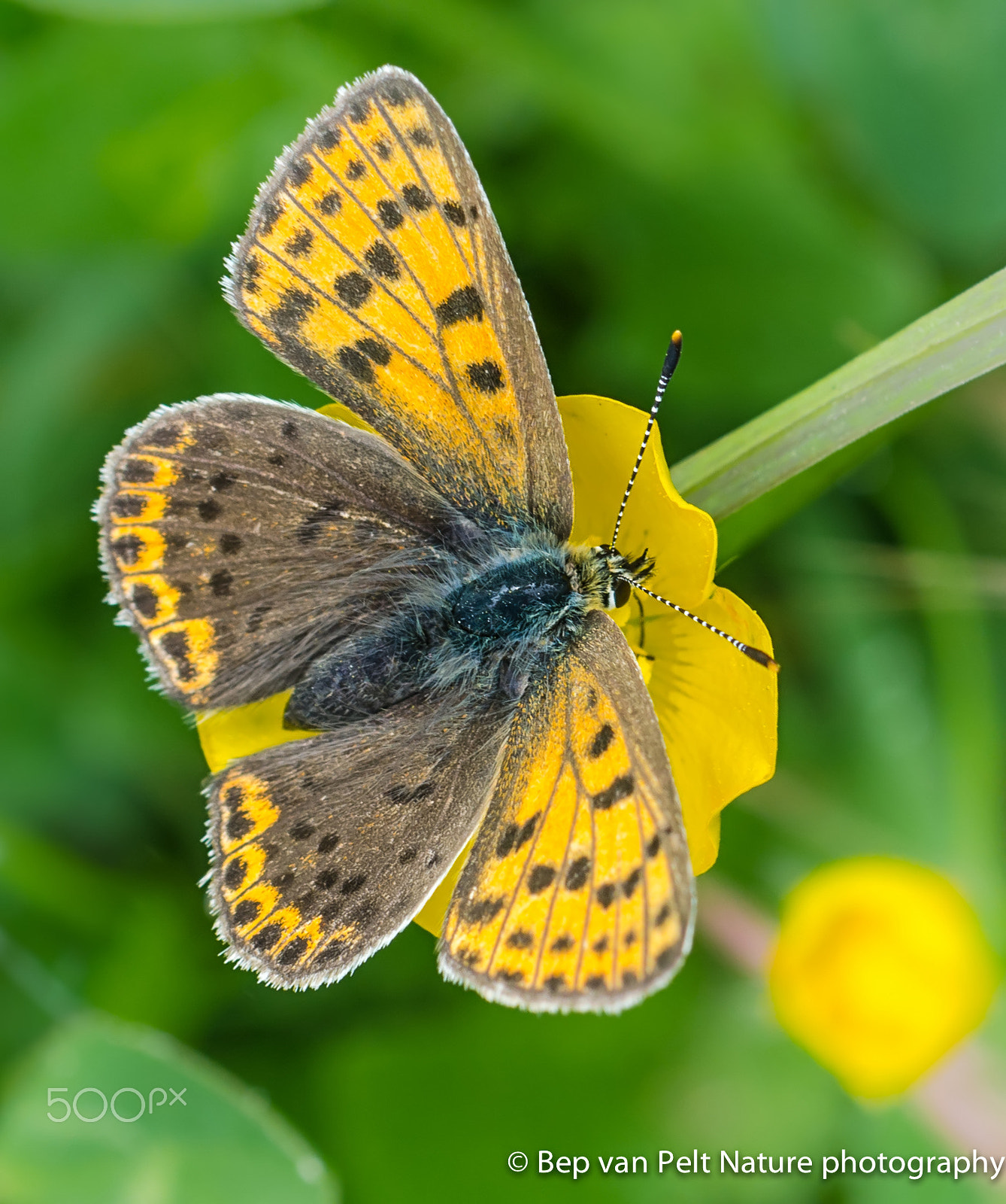Nikon D7000 + Sigma 50mm F2.8 EX DG Macro sample photo. Small copper, photography