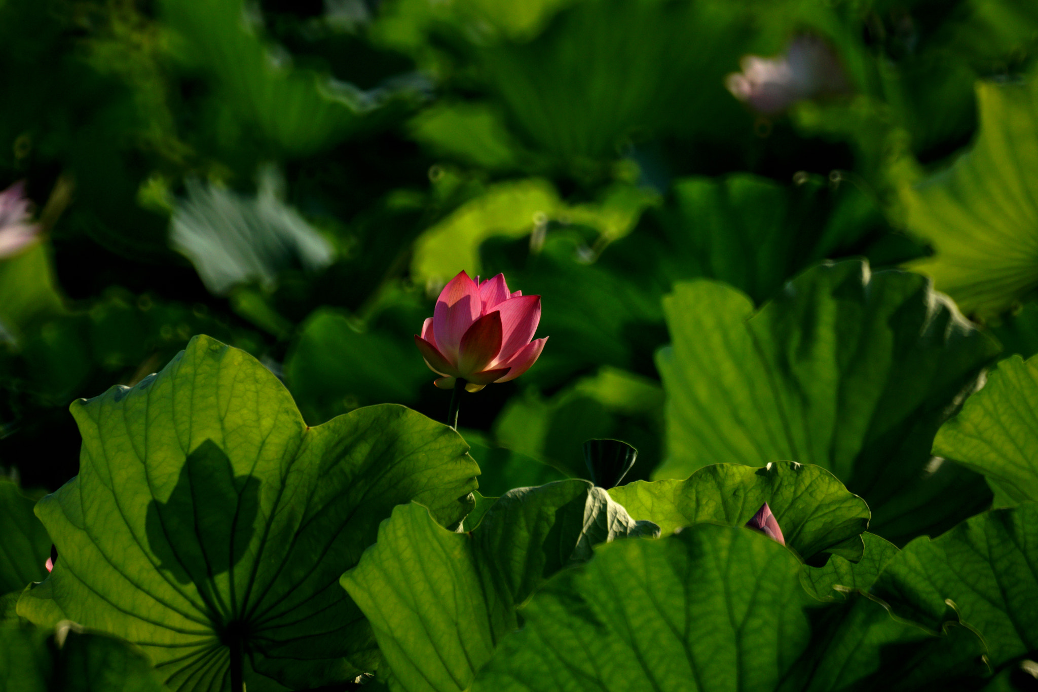 Sony ILCA-77M2 + Sony 500mm F8 Reflex sample photo. Untitled photography