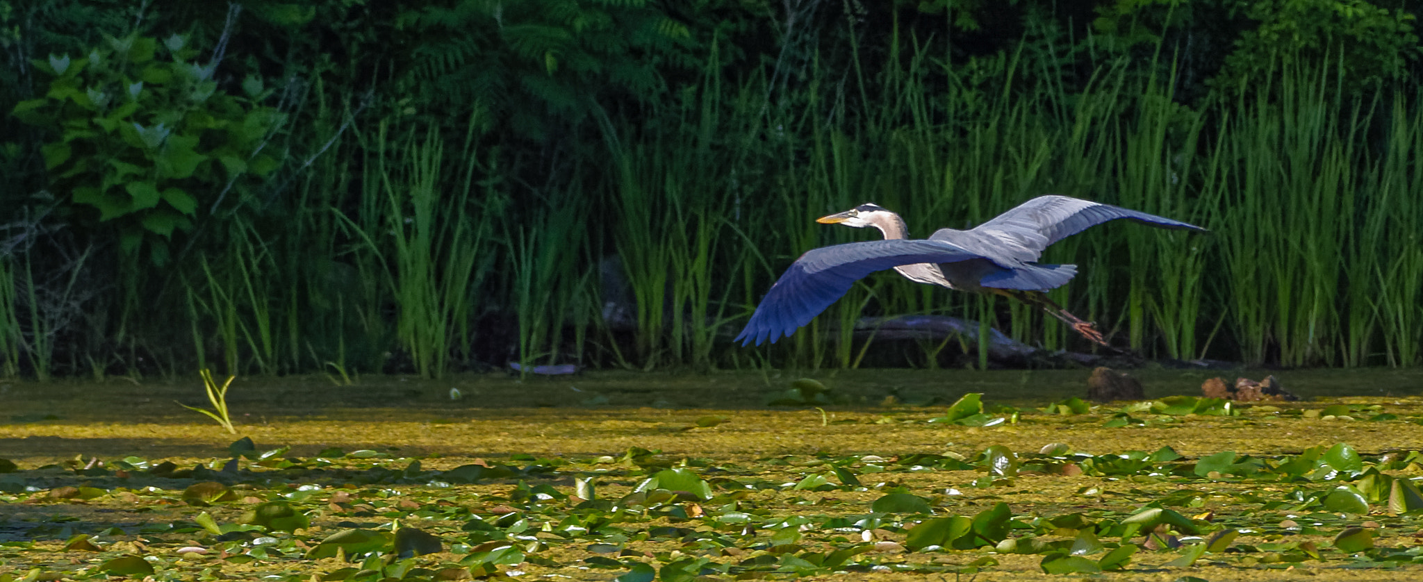 Nikon AF-S Nikkor 200-500mm F5.6E ED VR sample photo. Blue heron in flight photography