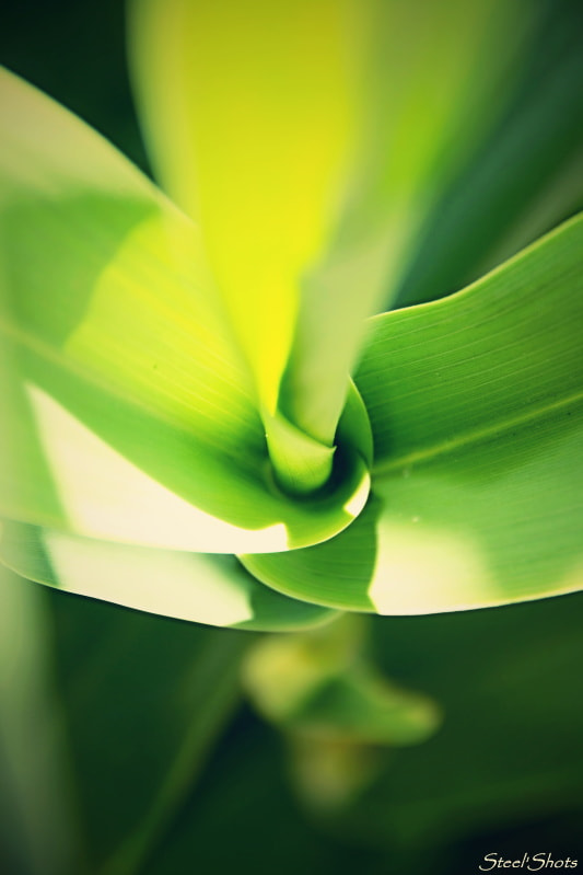 Sigma 18-250mm F3.5-6.3 DC OS HSM sample photo. Abstract spring photography