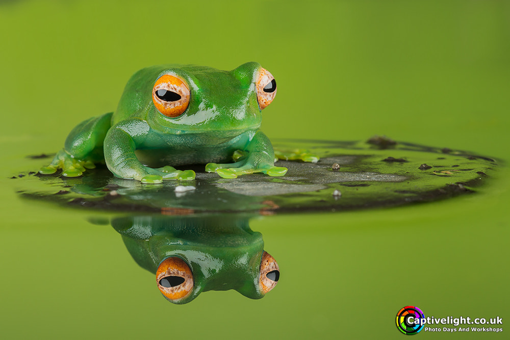 Canon EOS M sample photo. Madagascan green tree frog photography