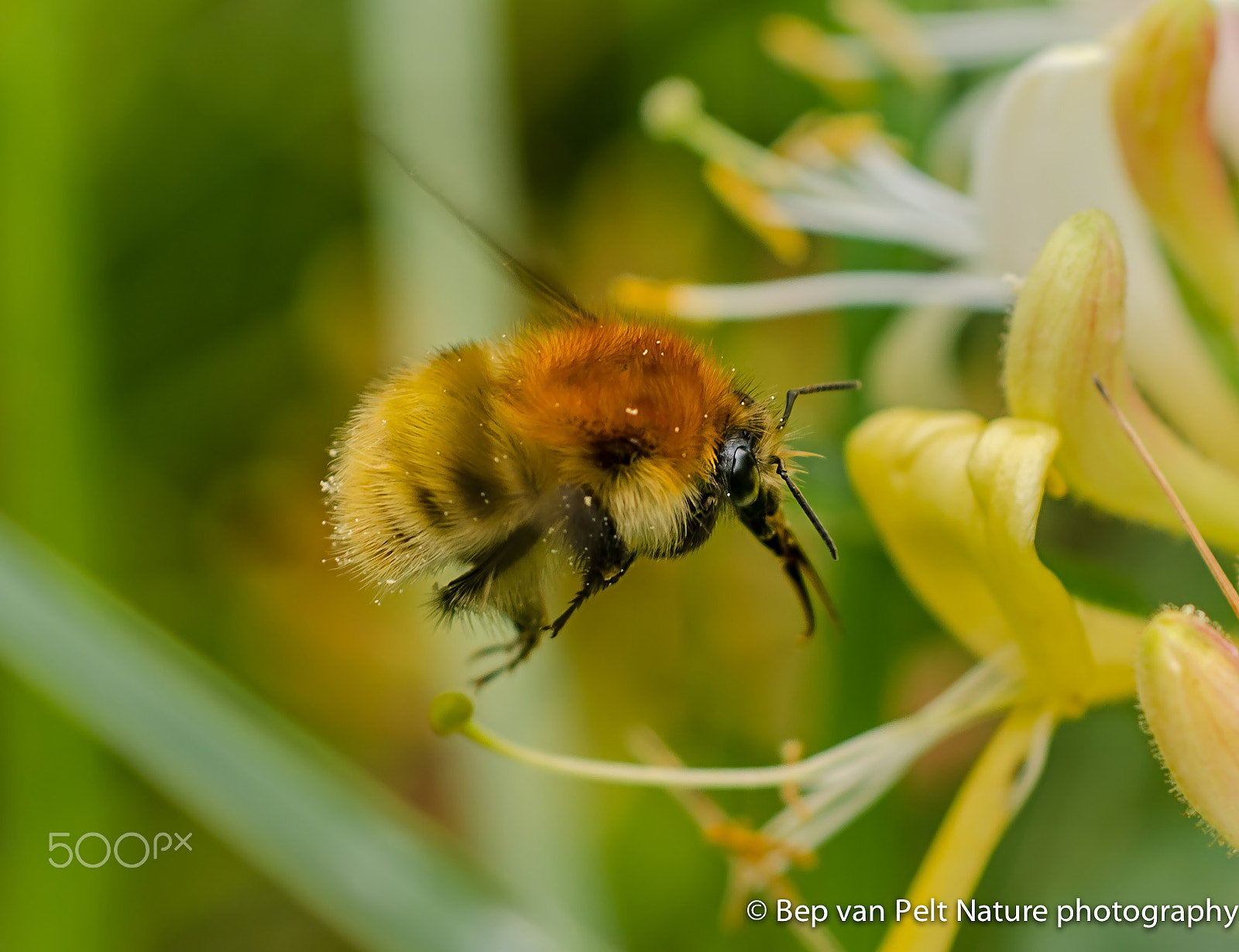 Nikon D7000 + Sigma 50mm F2.8 EX DG Macro sample photo. Ready to land! bumble bee photography