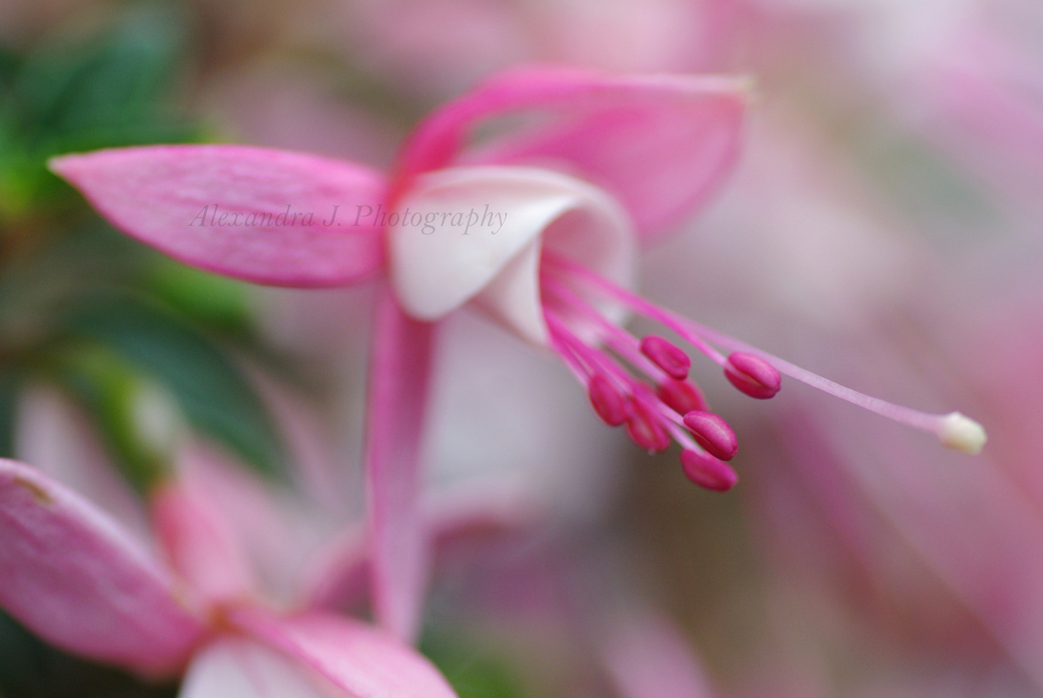 Tamron SP AF 90mm F2.8 Di Macro sample photo