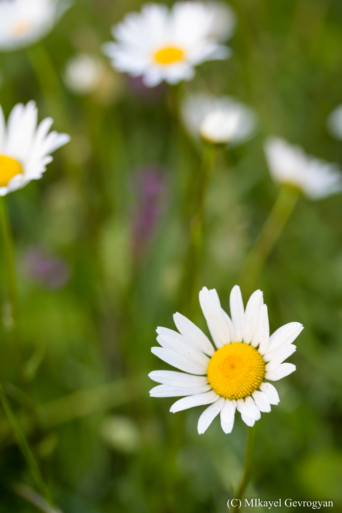 Canon EF-S 60mm F2.8 Macro USM sample photo. Chamomile photography