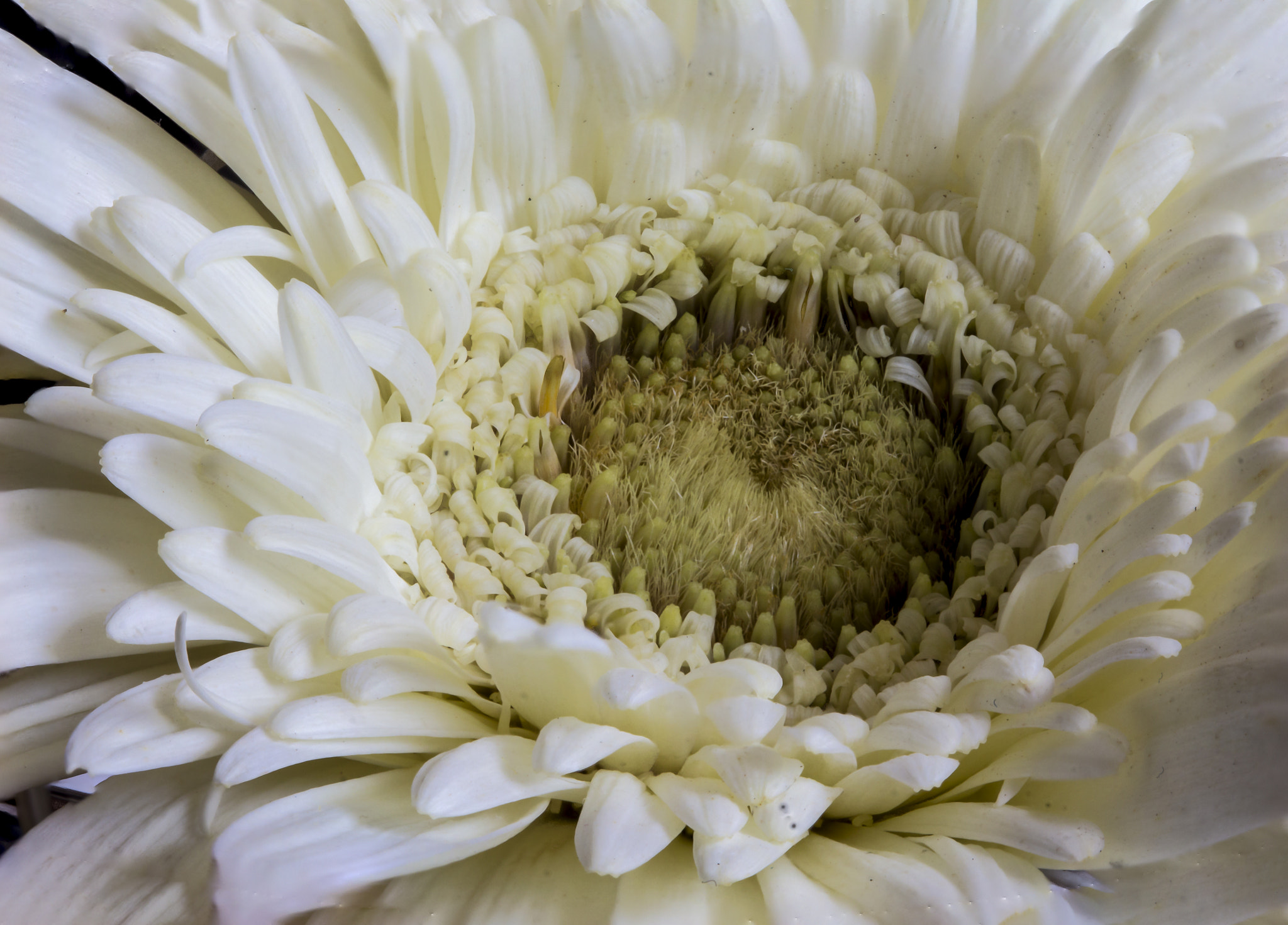 Canon EOS 650D (EOS Rebel T4i / EOS Kiss X6i) sample photo. White flower - playing with macro photography