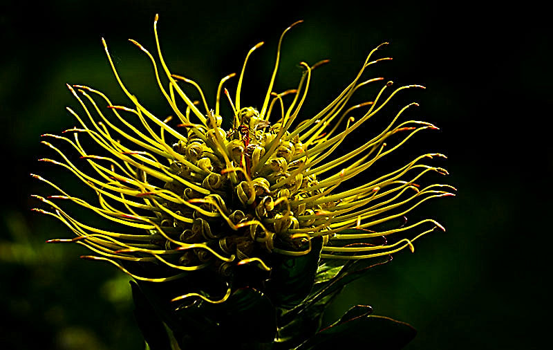 Sony SLT-A77 + Tamron SP AF 90mm F2.8 Di Macro sample photo. Leucospermum grandiflorum proteaceae photography