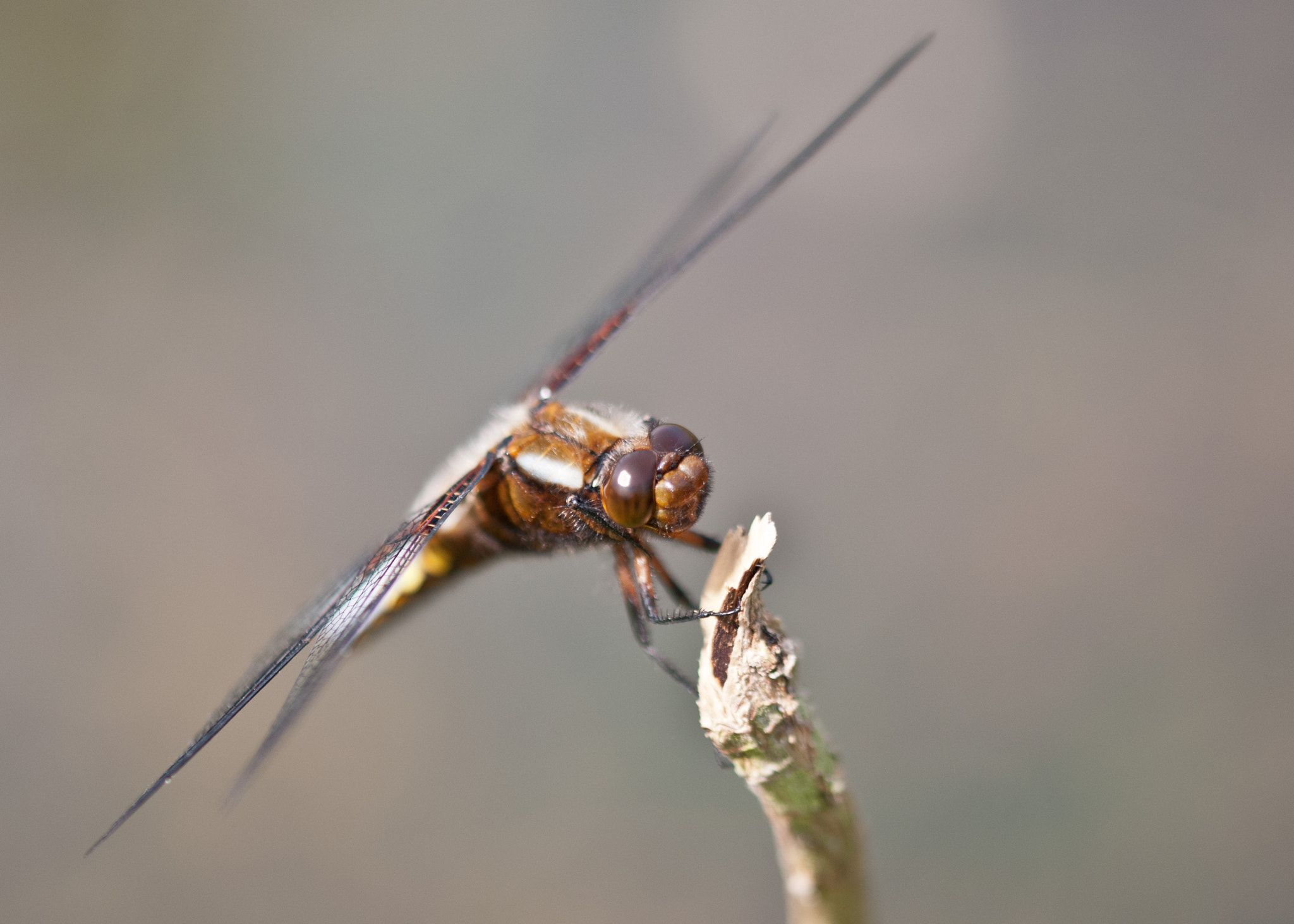 Sigma 105mm F2.8 EX DG OS HSM sample photo. Broad bodied chaser photography