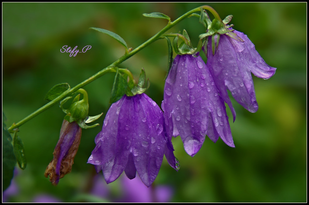 Pentax K100D Super + Tamron AF 18-200mm F3.5-6.3 XR Di II LD Aspherical (IF) Macro sample photo. Campanula rapunculoides photography