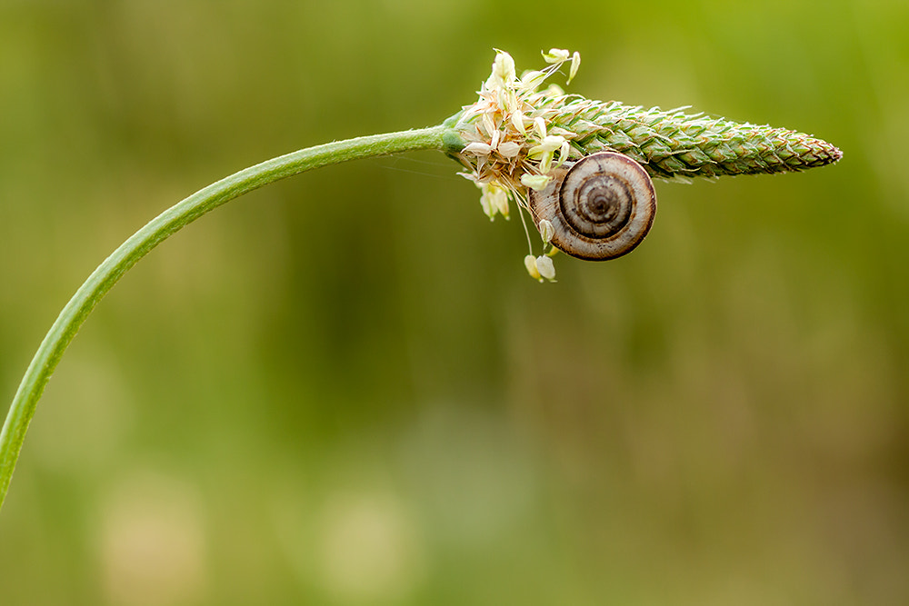 Canon EOS 40D + Canon EF 50mm F2.5 Macro sample photo. Snail photography