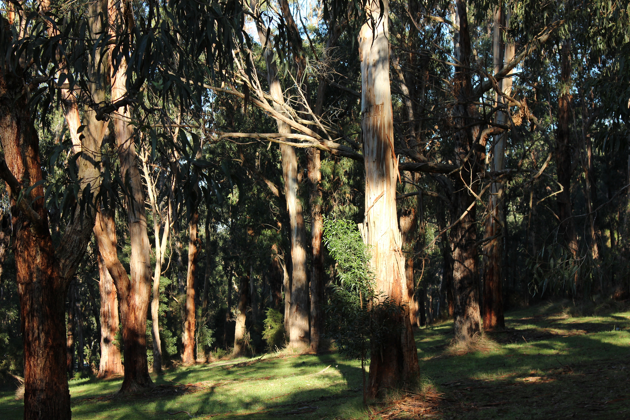 Canon EOS 600D (Rebel EOS T3i / EOS Kiss X5) sample photo. Forest in the hills outside melbourne  the morning light photography