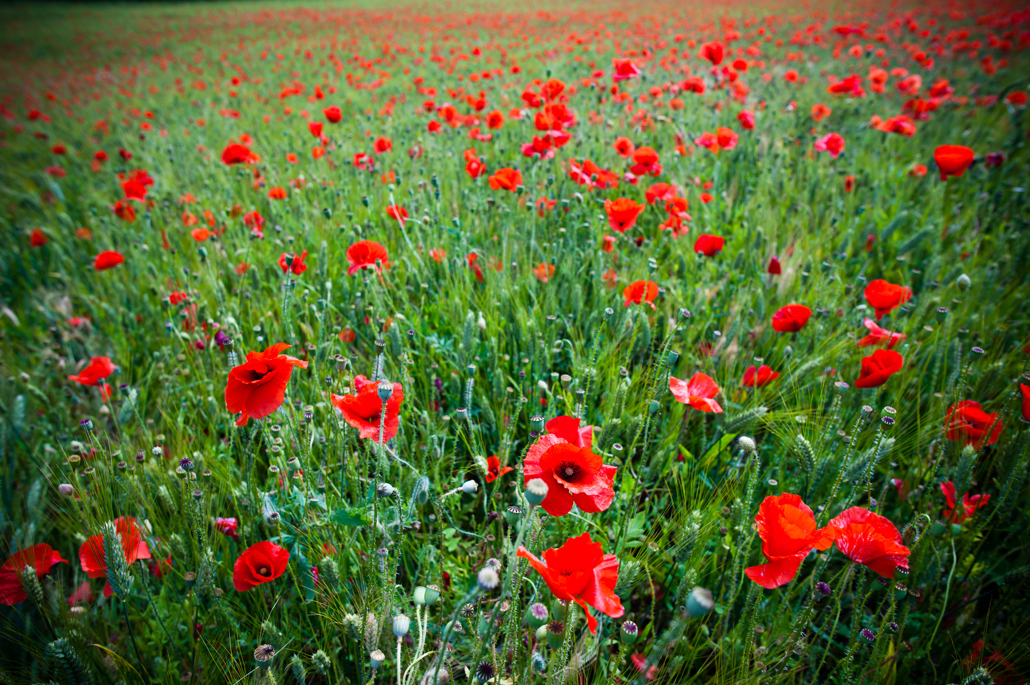 Nikon D700 + Nikon AF-S Nikkor 20mm F1.8G ED sample photo. So many poppies! photography