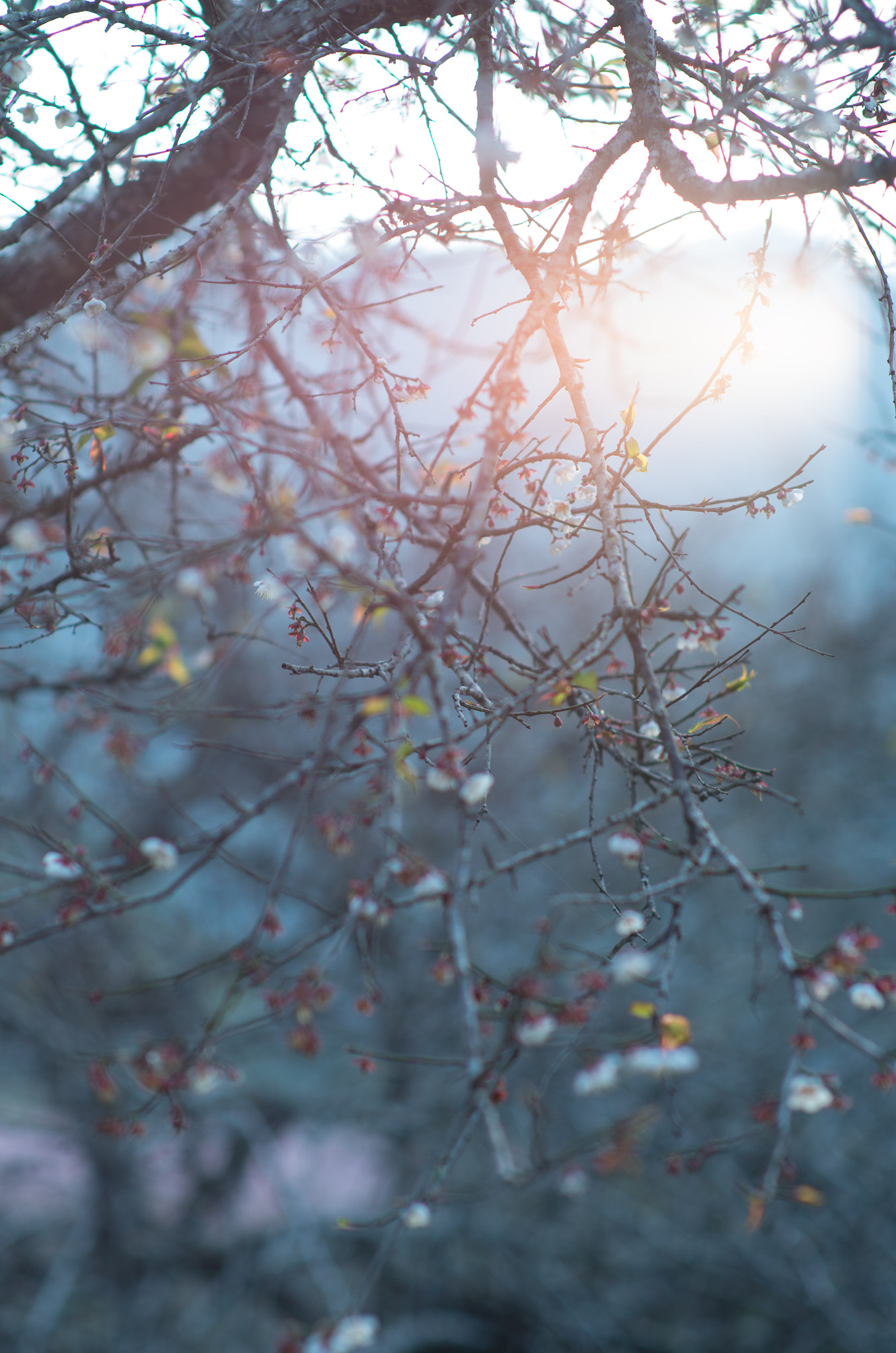 smc PENTAX-FA* 85mm F1.4 [IF] sample photo. The spring is coming photography