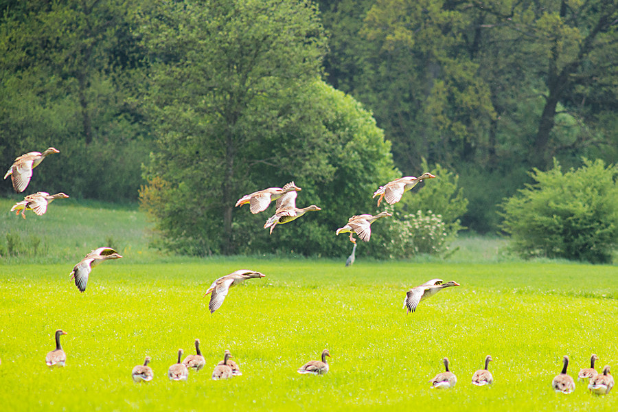 Canon EF 300mm F4L IS USM sample photo. Graugaense photography