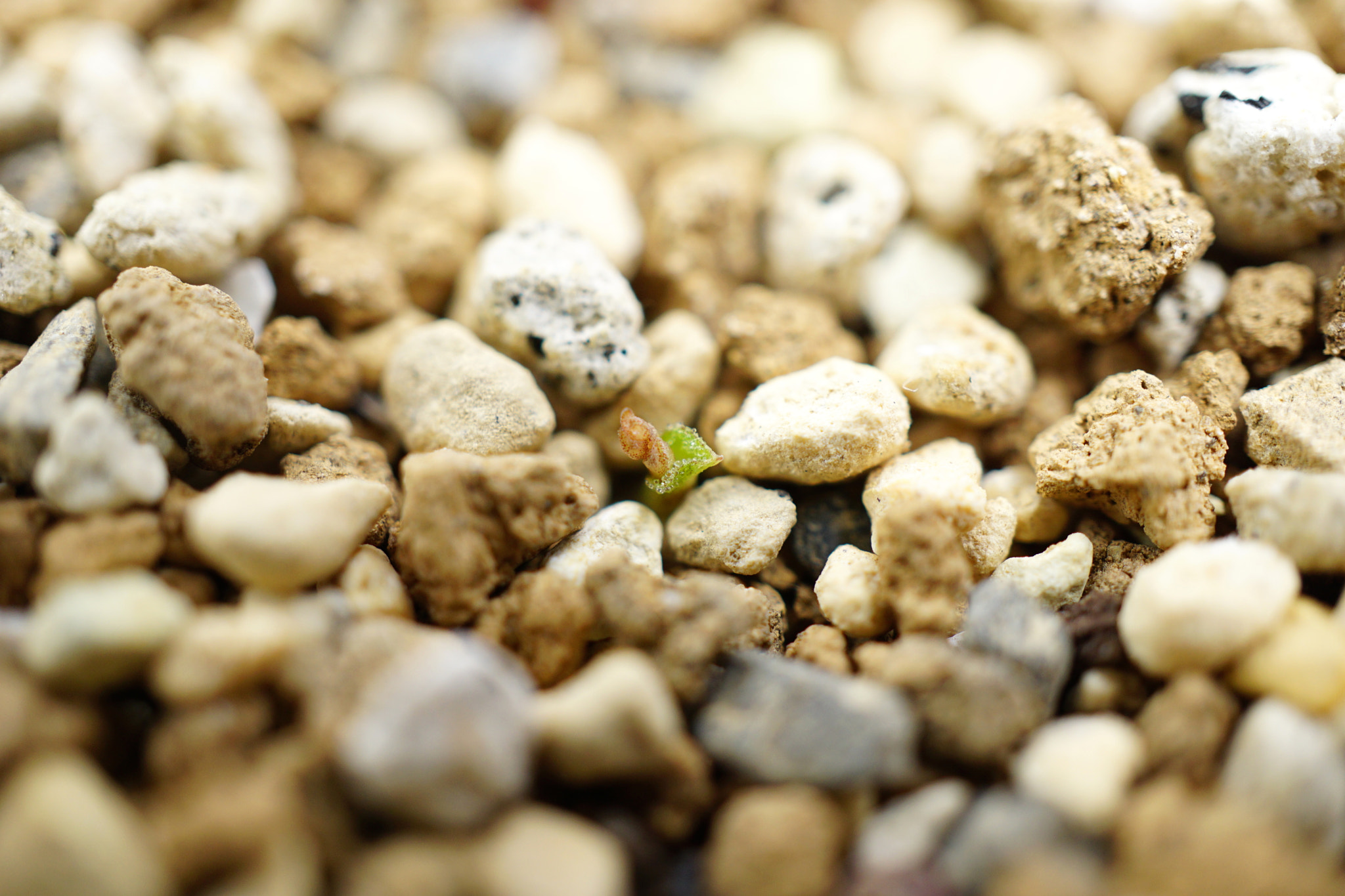 Sony a6000 + Sony E 30mm F3.5 sample photo. The micro buds of eriospermum titanopsoides photography