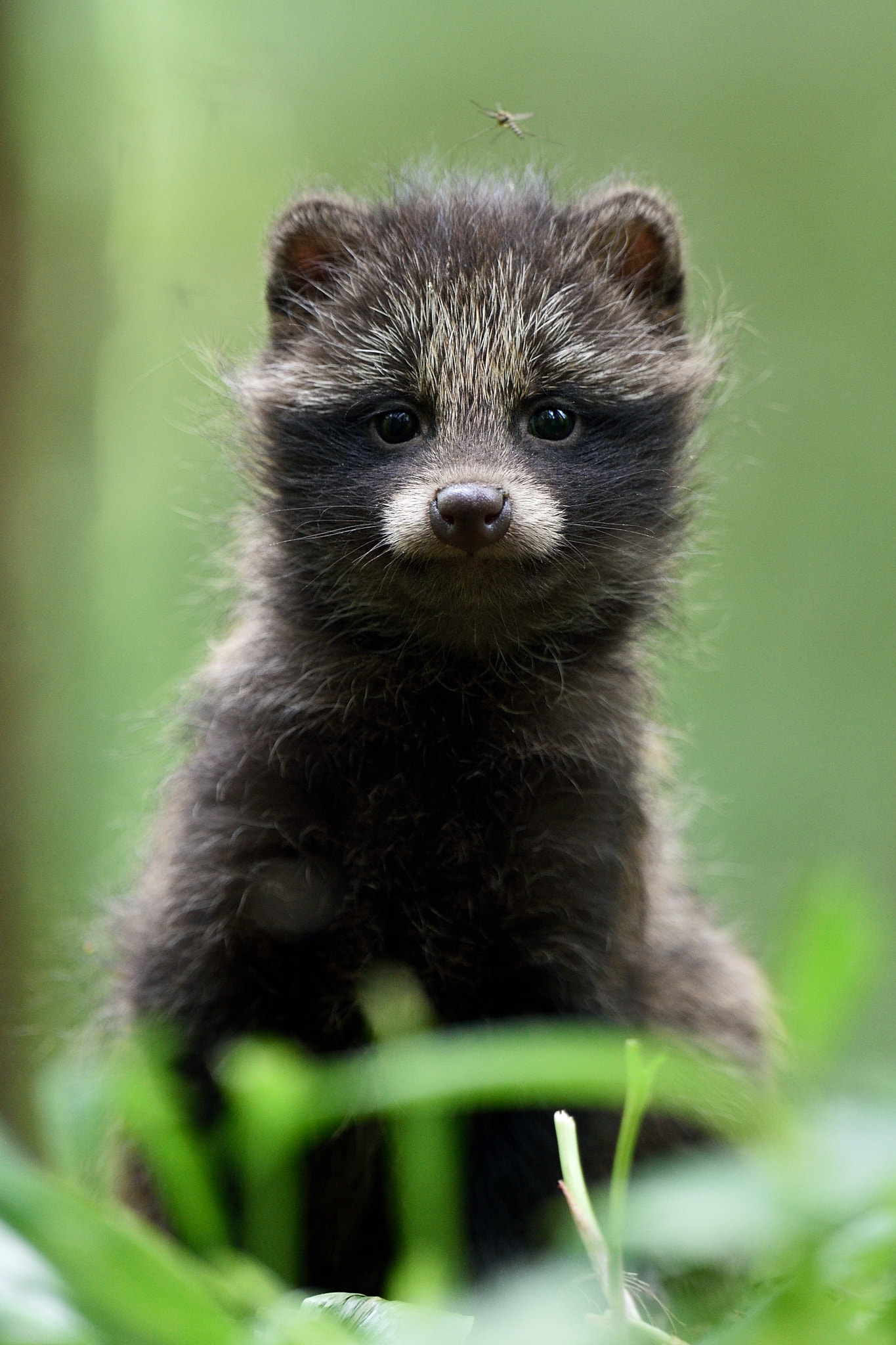 Nikon AF-S Nikkor 400mm F2.8G ED VR II sample photo. Raccoon dog pup photography