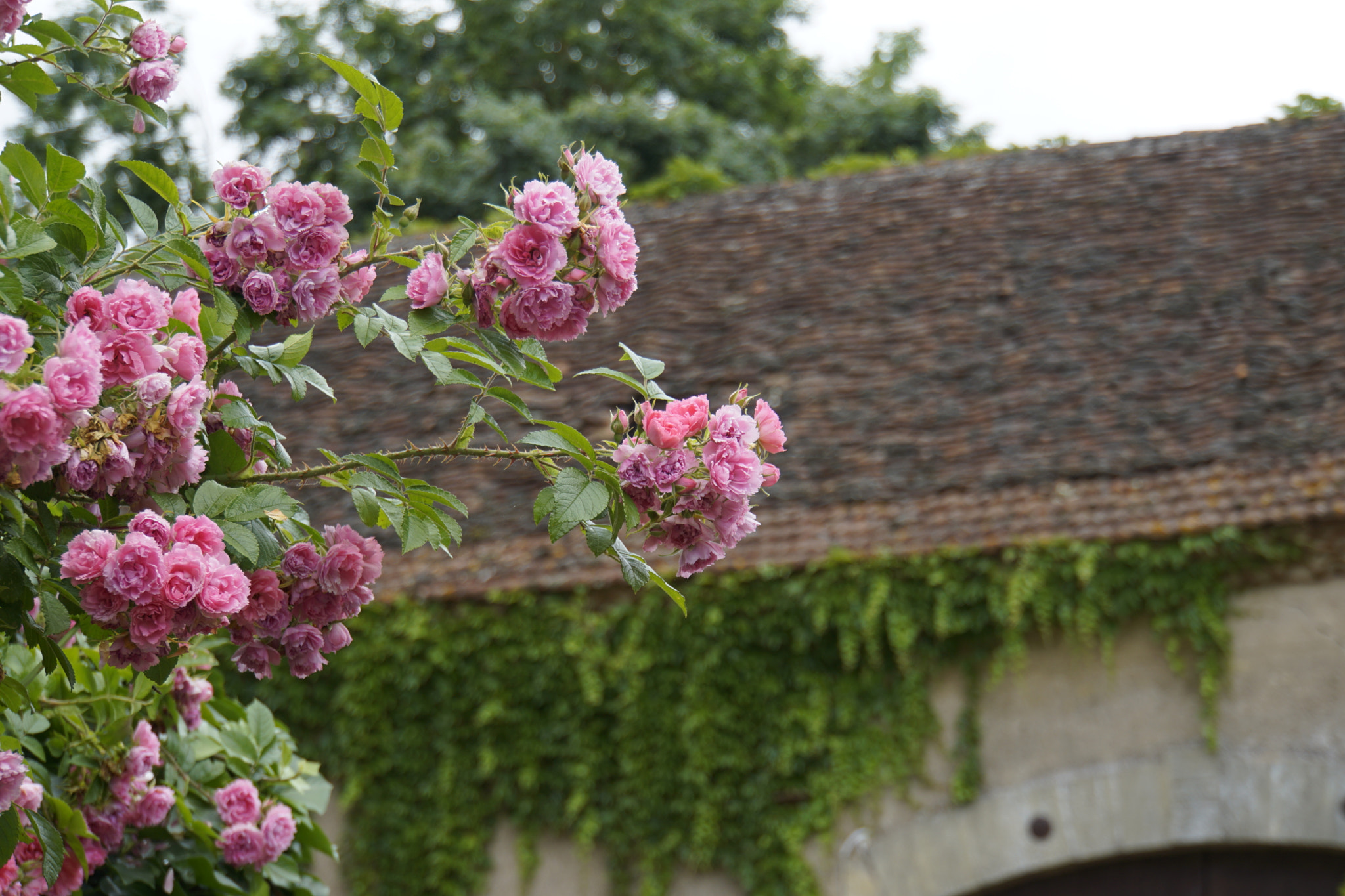 Sony FE 28-70mm F3.5-5.6 OSS sample photo. Roses in limeuil  photography