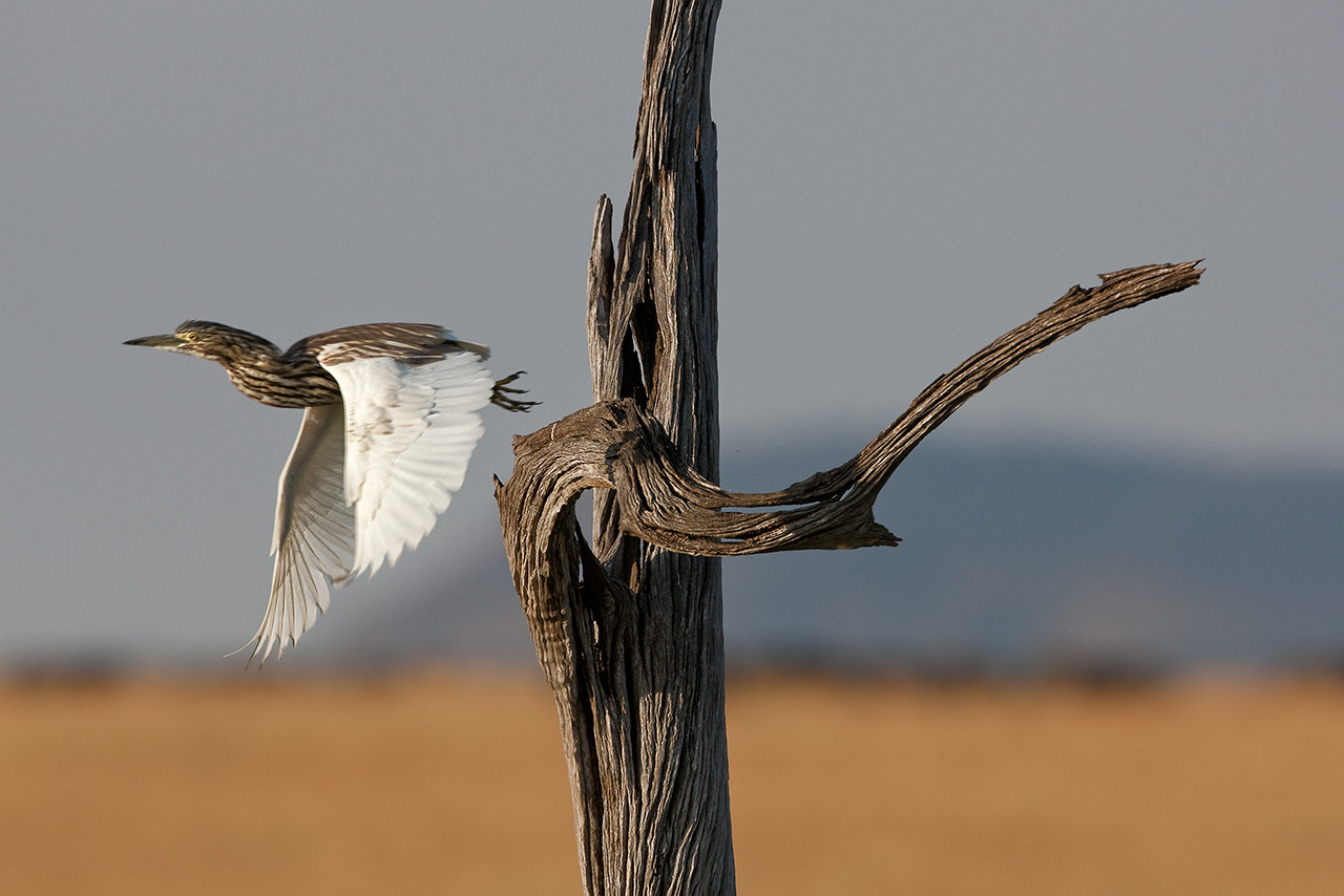 Canon EOS-1Ds Mark III + Canon EF 600mm F4L IS USM sample photo