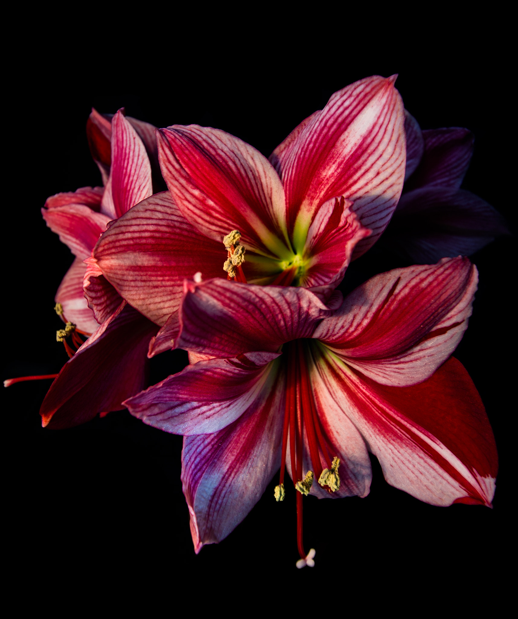 Canon EOS 1100D (EOS Rebel T3 / EOS Kiss X50) + Canon EF-S 10-18mm F4.5–5.6 IS STM sample photo. Amaryllis hippeastrum flamenco queen photography