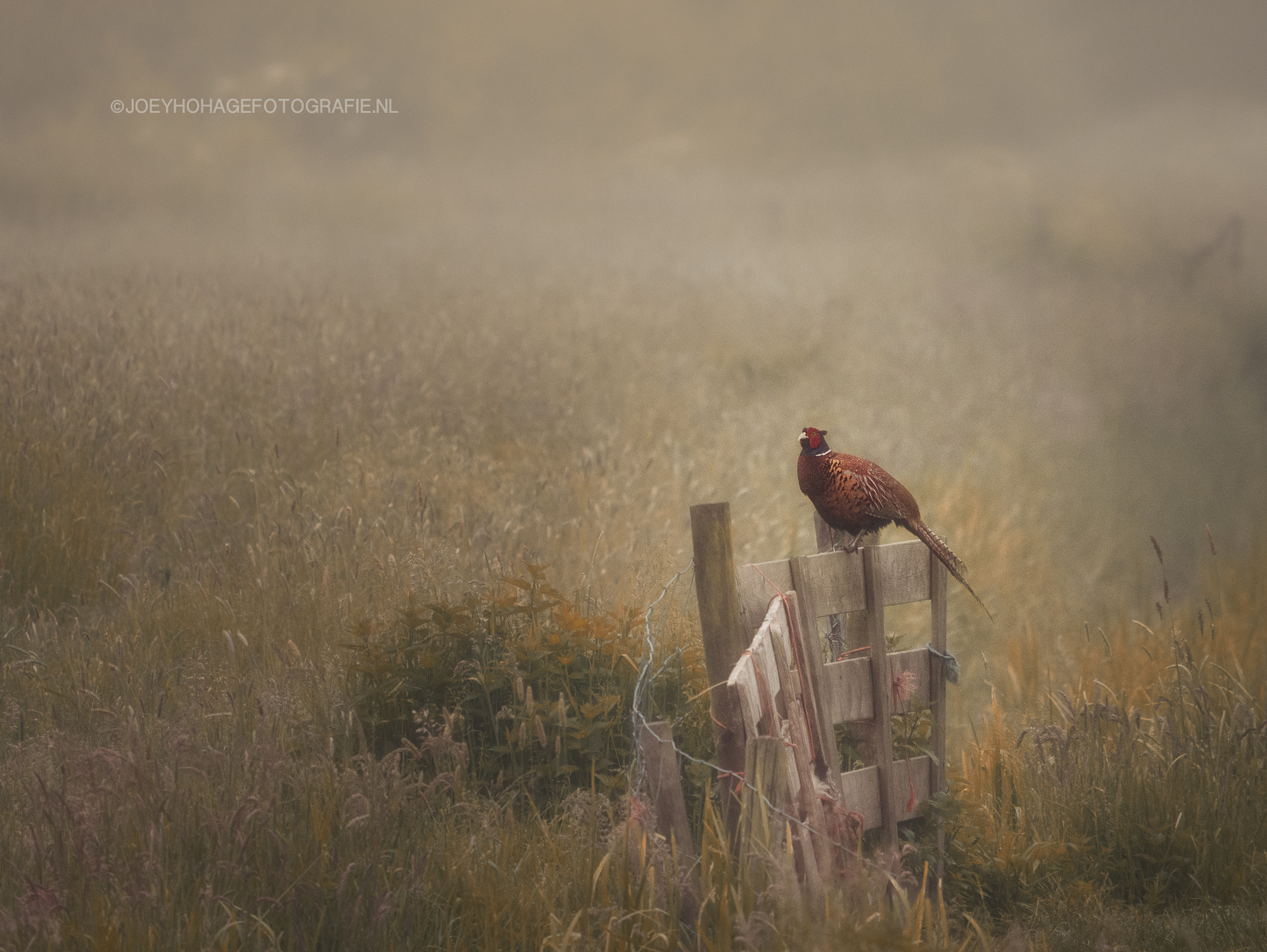 Panasonic Lumix DMC-G7 + LEICA DG 100-400/F4.0-6.3 sample photo. Pheasant in the morningdew photography