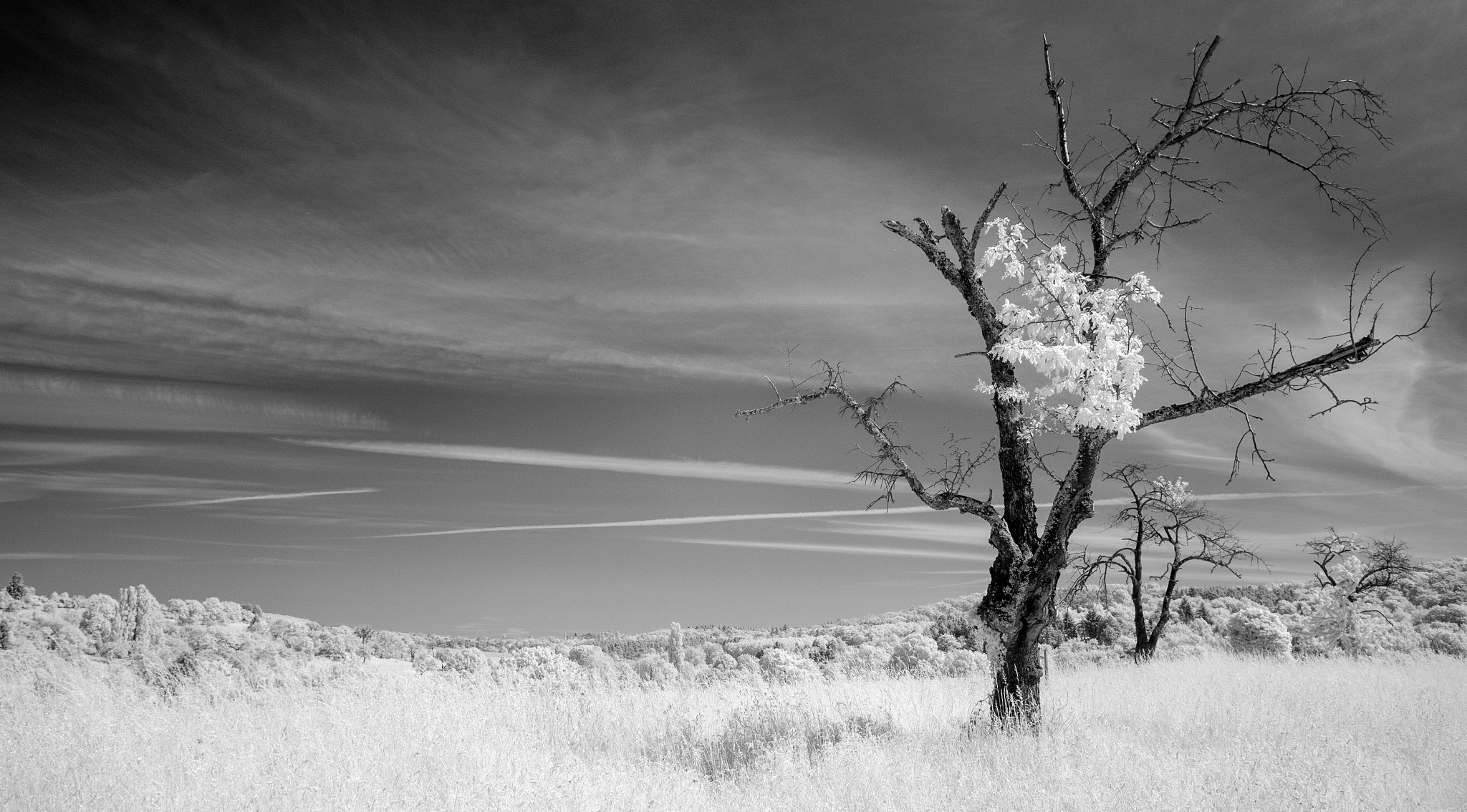 Fujifilm X-A1 + Fujifilm XF 10-24mm F4 R OIS sample photo. Lonely tree photography