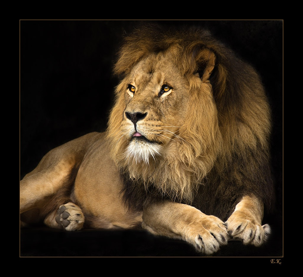 Sony 70-300mm F4.5-5.6 G SSM sample photo. Lion photography