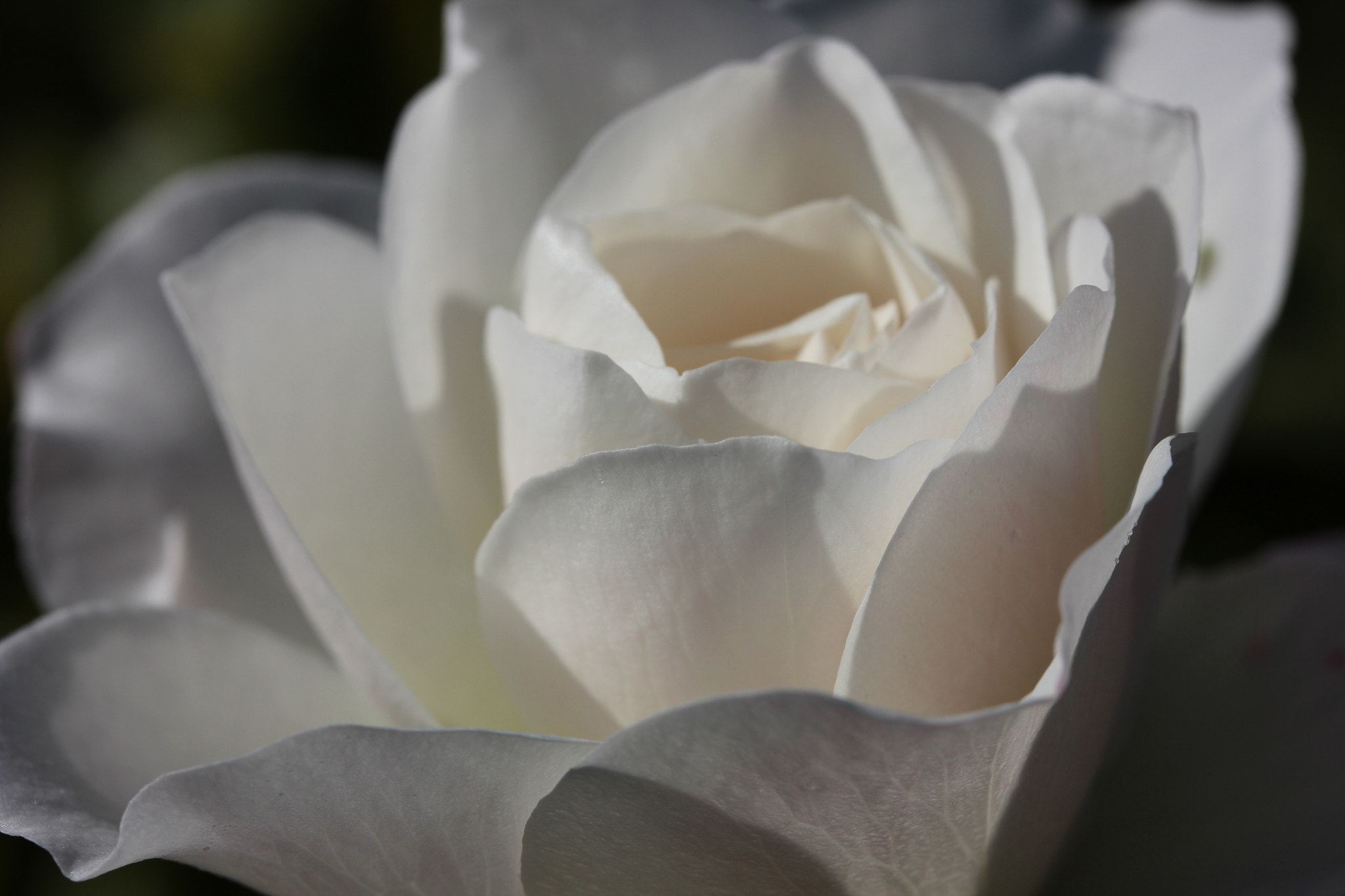 Canon EF-S 60mm F2.8 Macro USM sample photo. That rose again, a good design. photography
