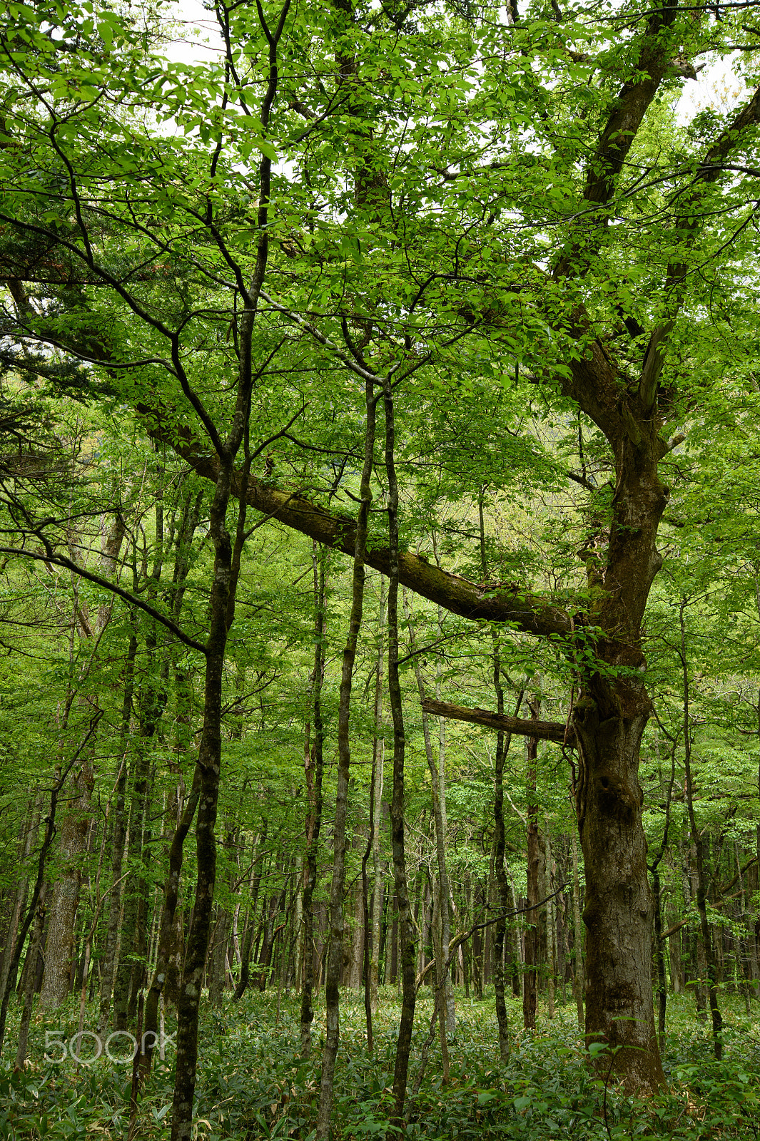 Nikon Df sample photo. Impressive tree photography