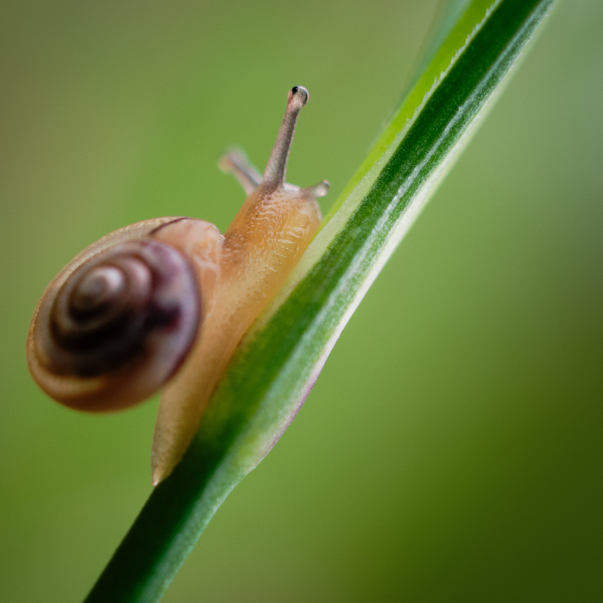 Pentax smc DA 35mm F2.8 Macro Limited sample photo. Little snail photography