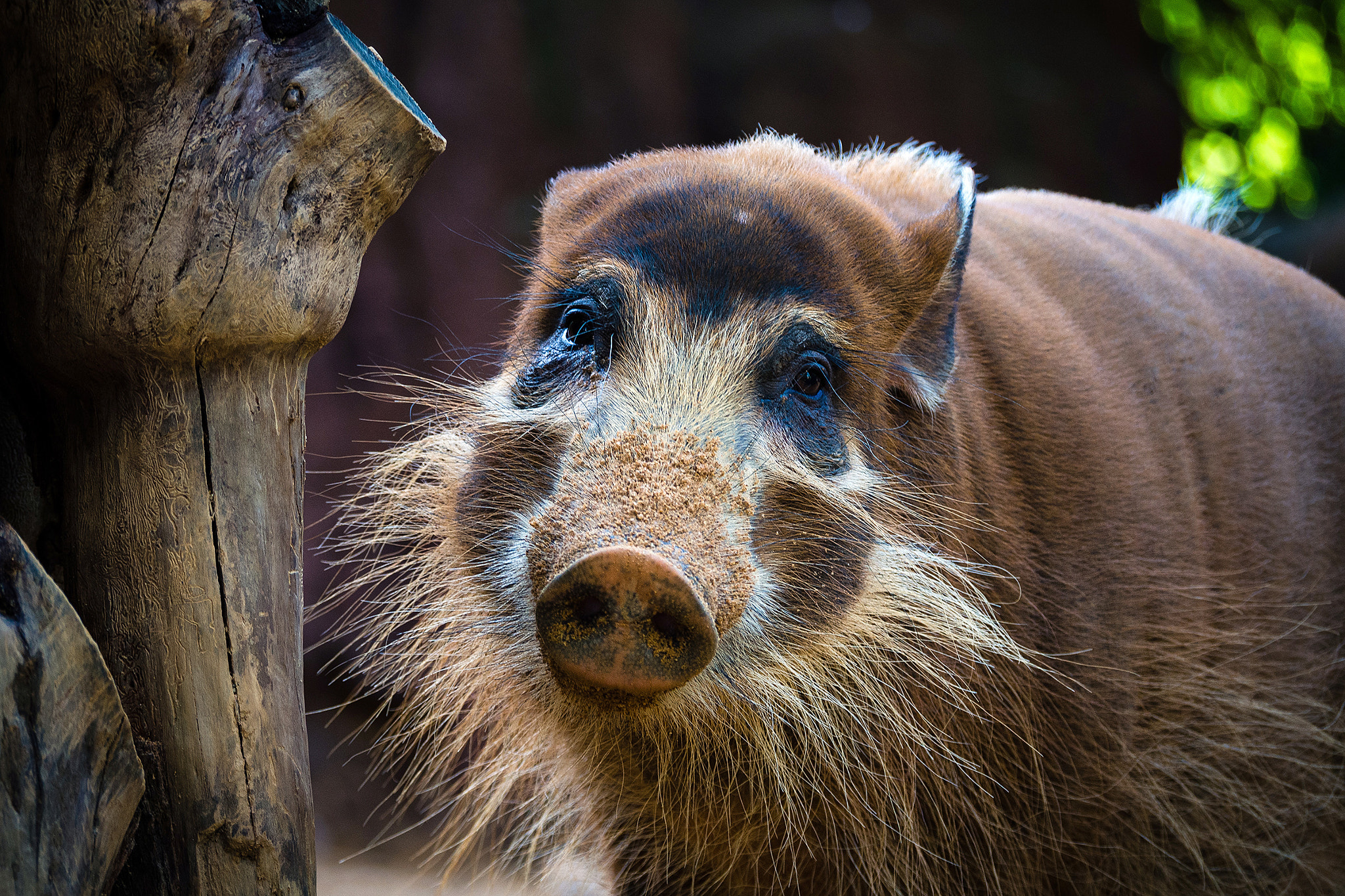 Olympus OM-D E-M5 sample photo. Red river hog (2014) | em520010.jpg photography