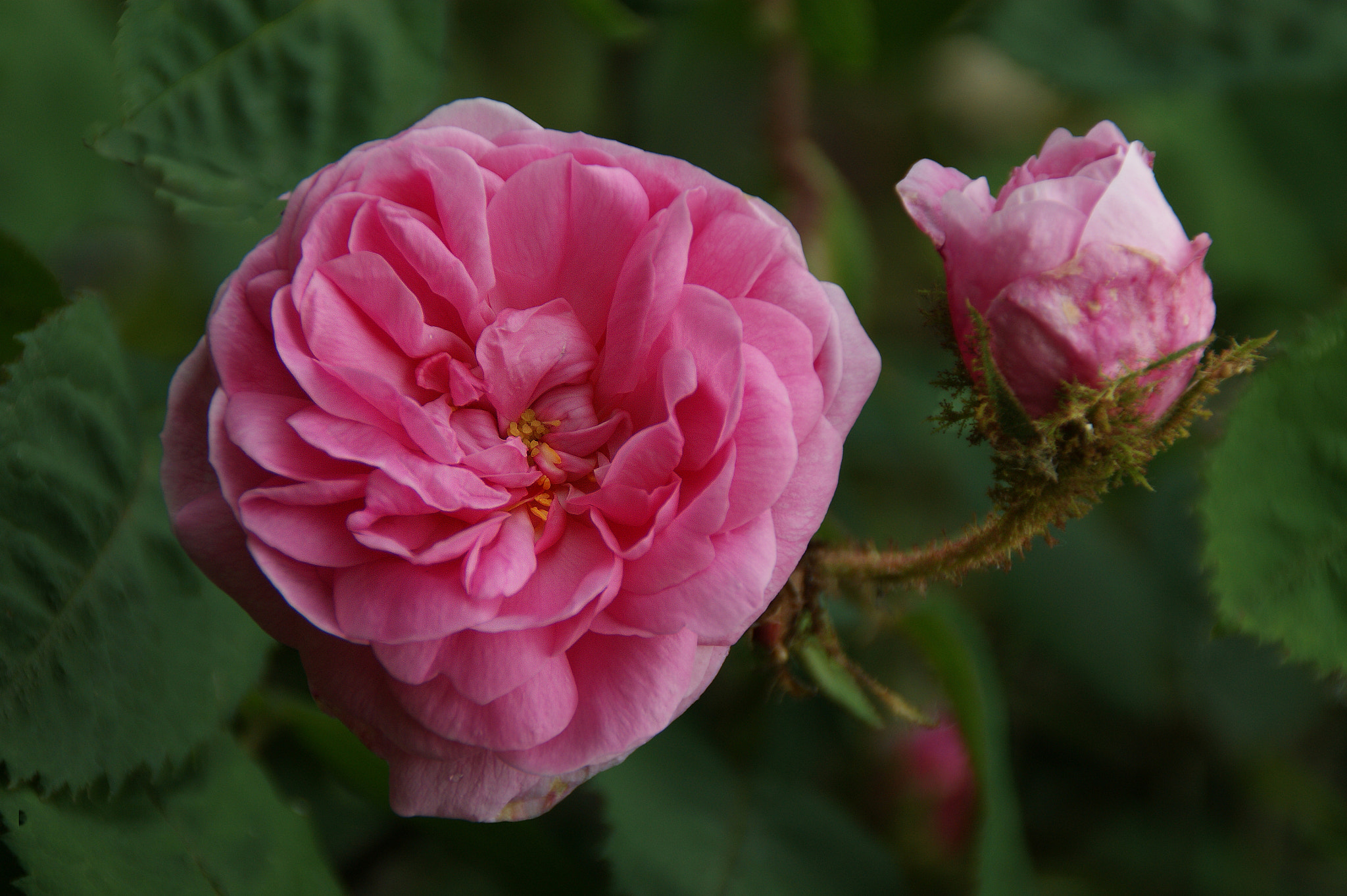 Sony Alpha DSLR-A290 sample photo. Rosa centifolia muscosa ii photography