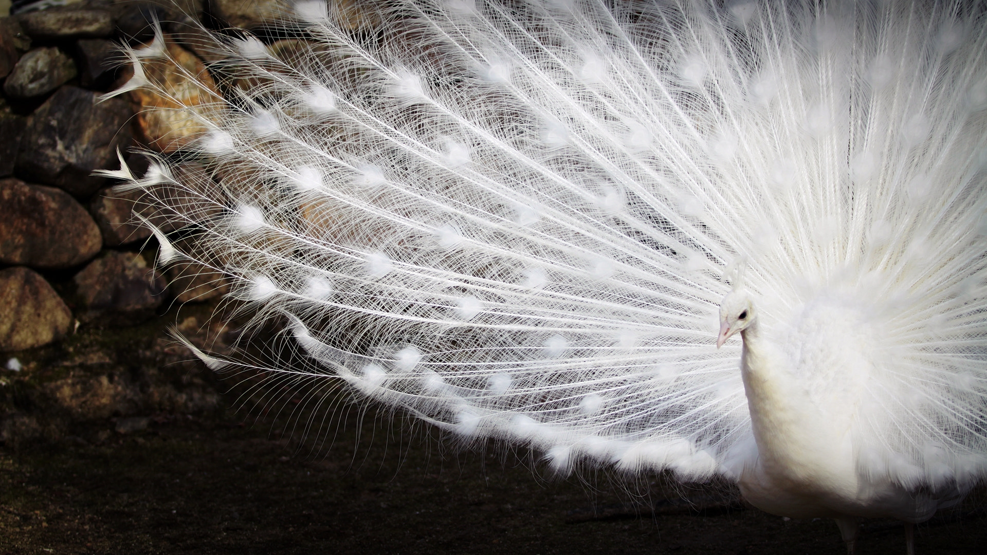 Canon EF 70-200mm F2.8L USM sample photo. Peacock photography