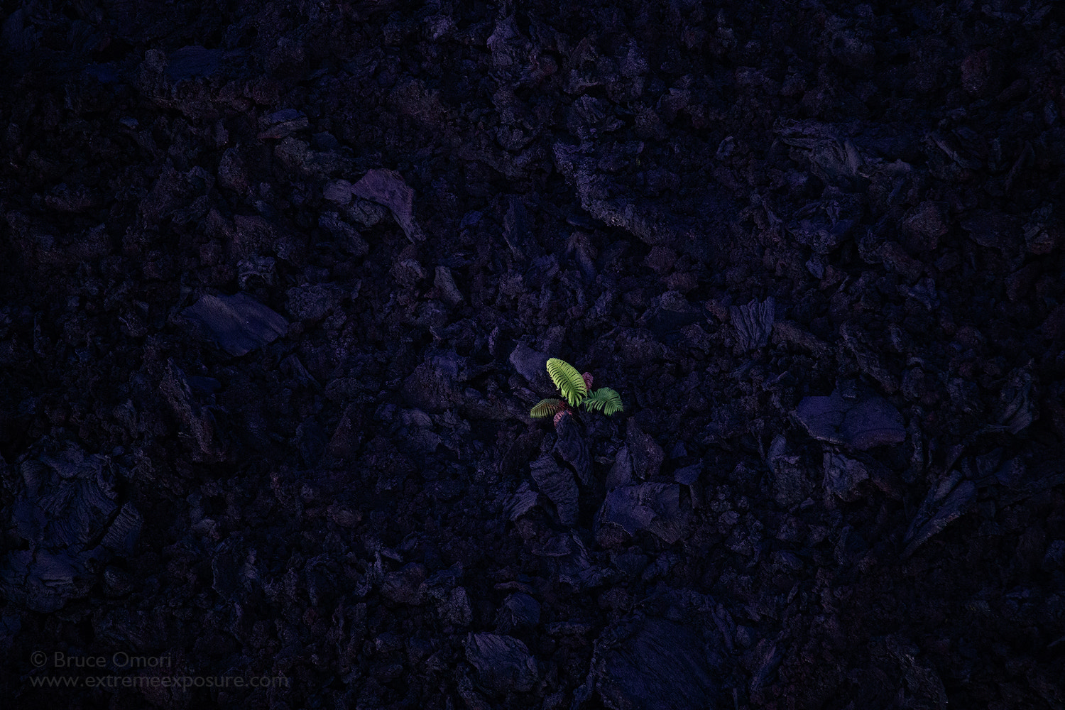 Canon EF 100-400mm F4.5-5.6L IS USM sample photo. Life always finds a way. photography