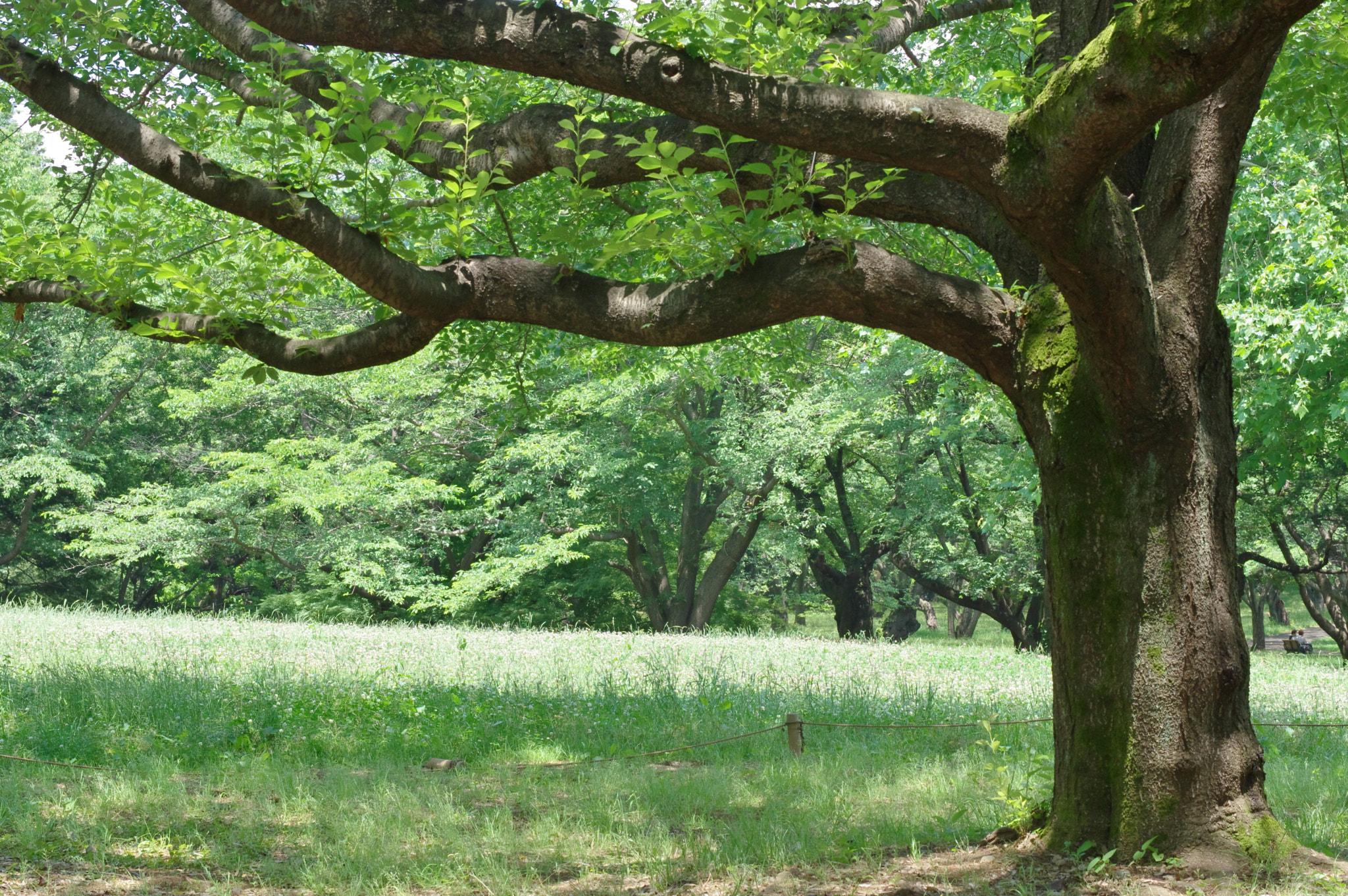 Pentax K-3 + Pentax smc DA* 55mm F1.4 SDM sample photo. A tree... photography