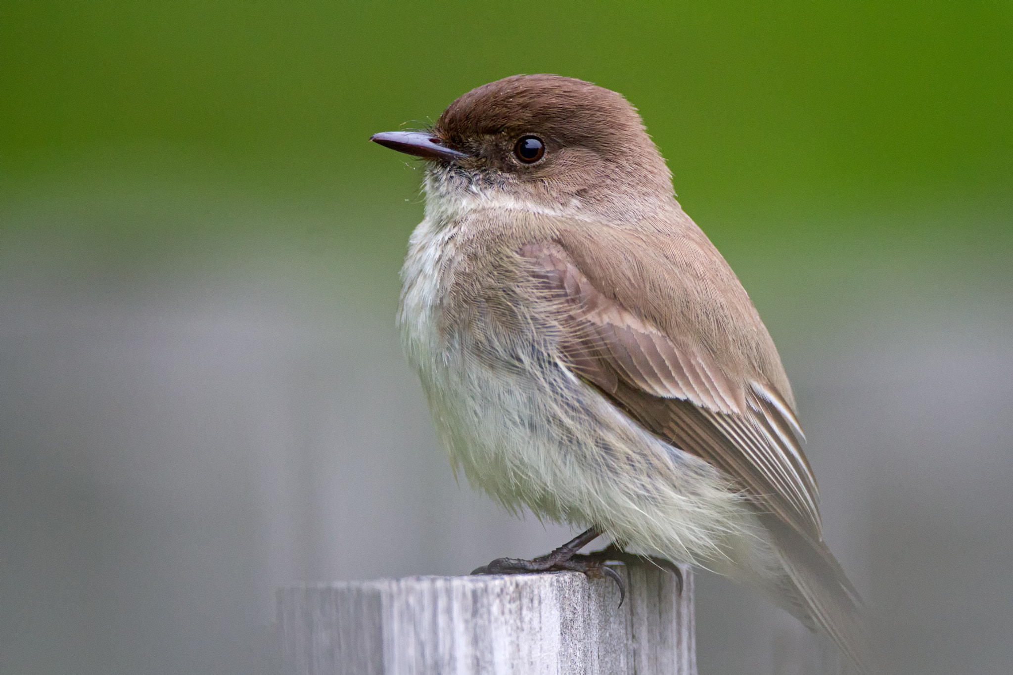 Canon EOS 7D + Canon EF 500mm F4L IS USM sample photo. Eastern flycatcher photography