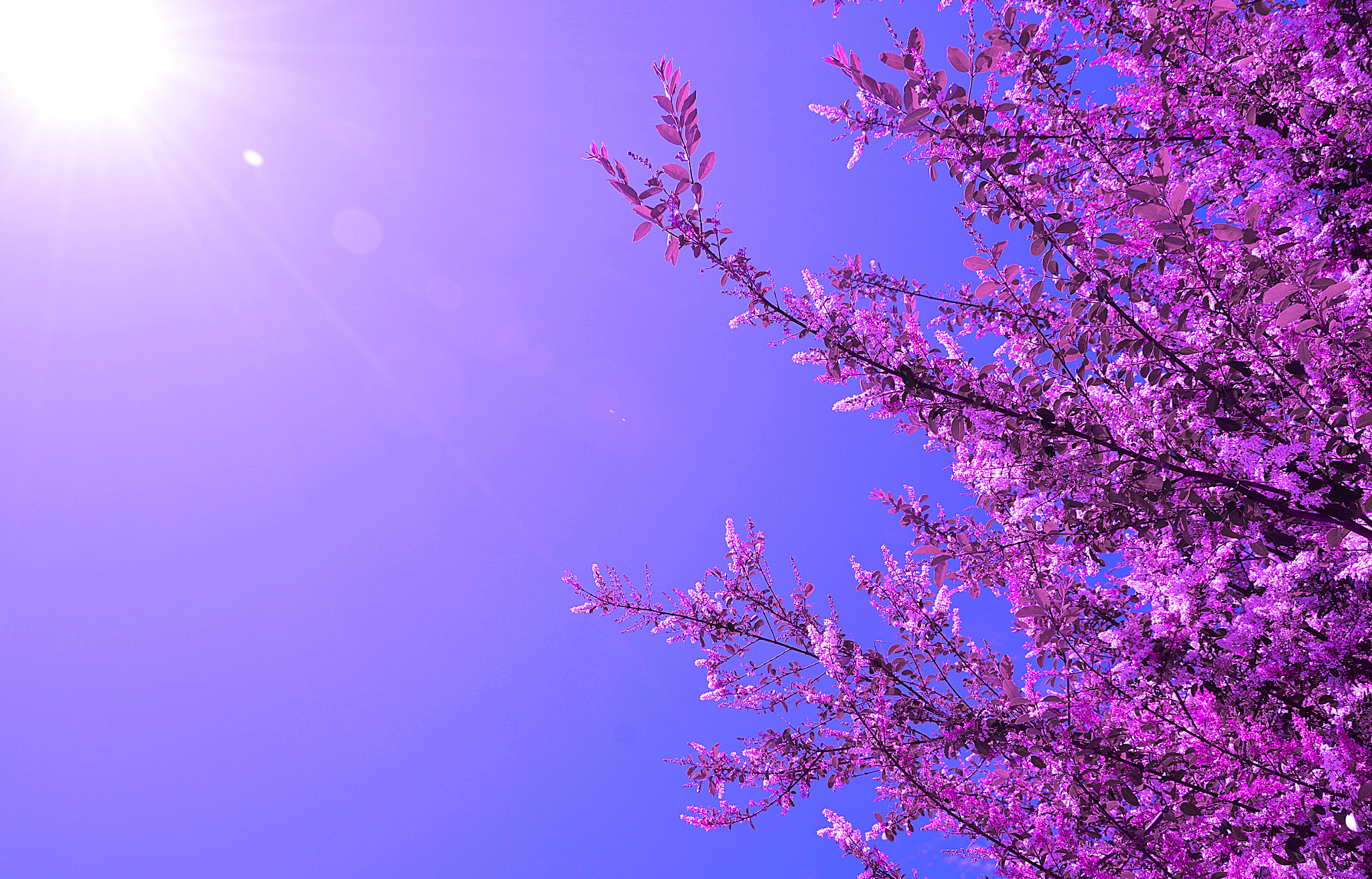 Nikon D5100 + AF Nikkor 20mm f/2.8 sample photo. " painted purple " photography