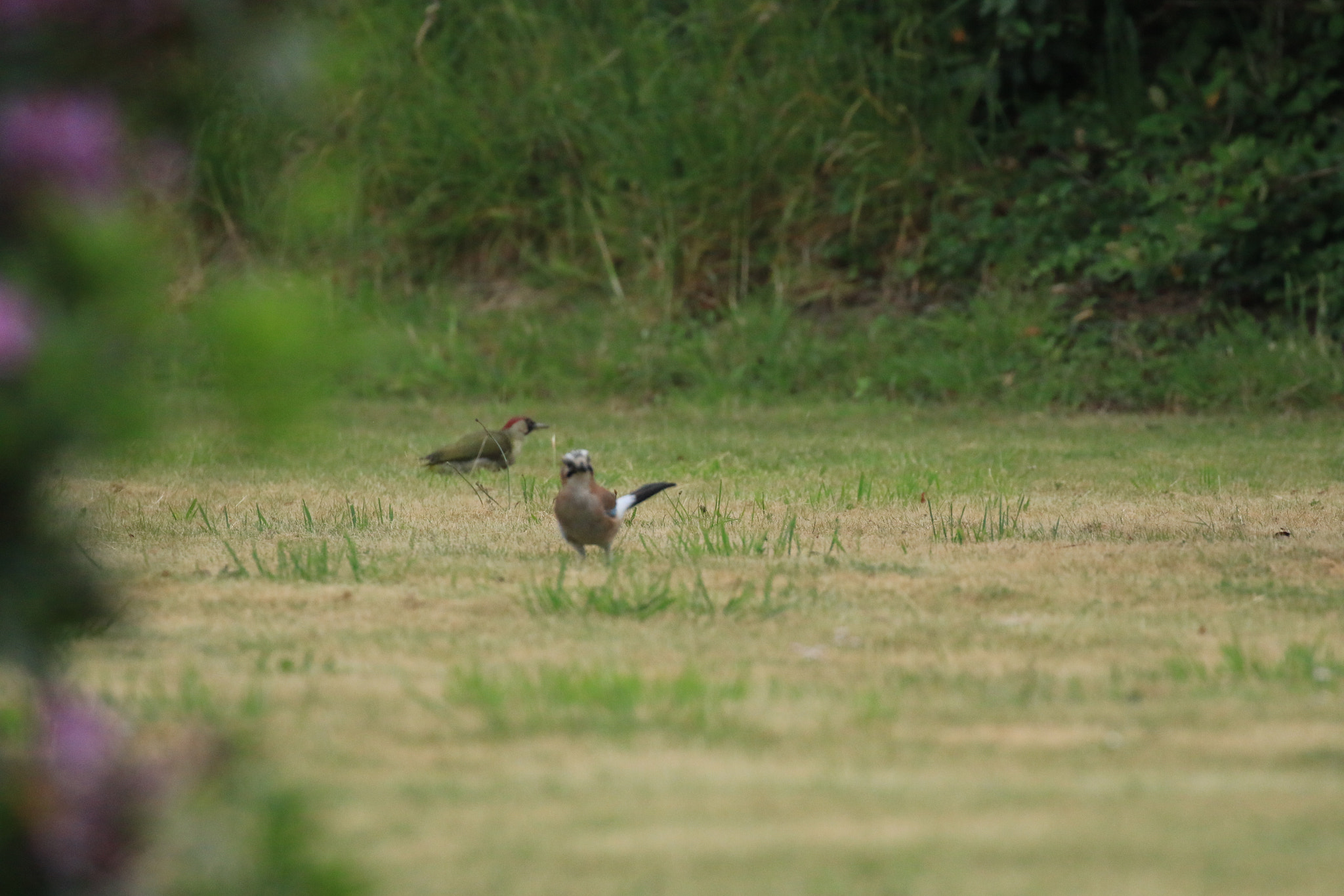 Canon EOS 70D + Canon EF 100-400mm F4.5-5.6L IS II USM sample photo. Img_5436.jpg photography