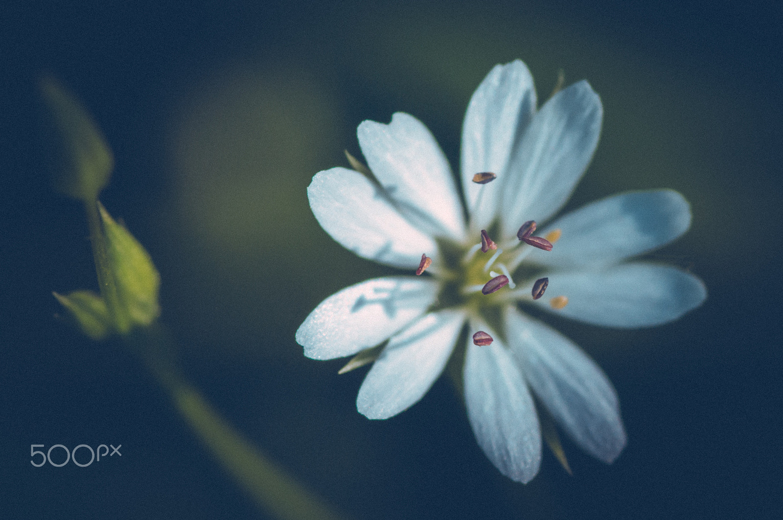 Pentax K20D + Pentax smc D-FA 100mm F2.8 macro sample photo. ... photography