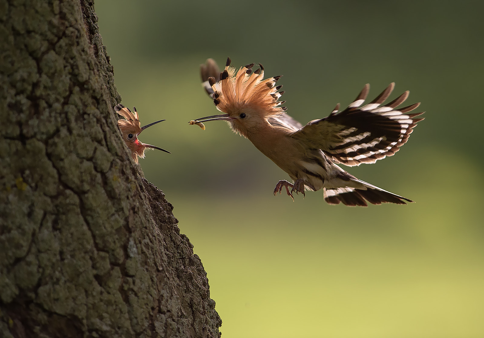 Nikon AF-S Nikkor 300mm F2.8G ED-IF VR sample photo. Hoopoe photography