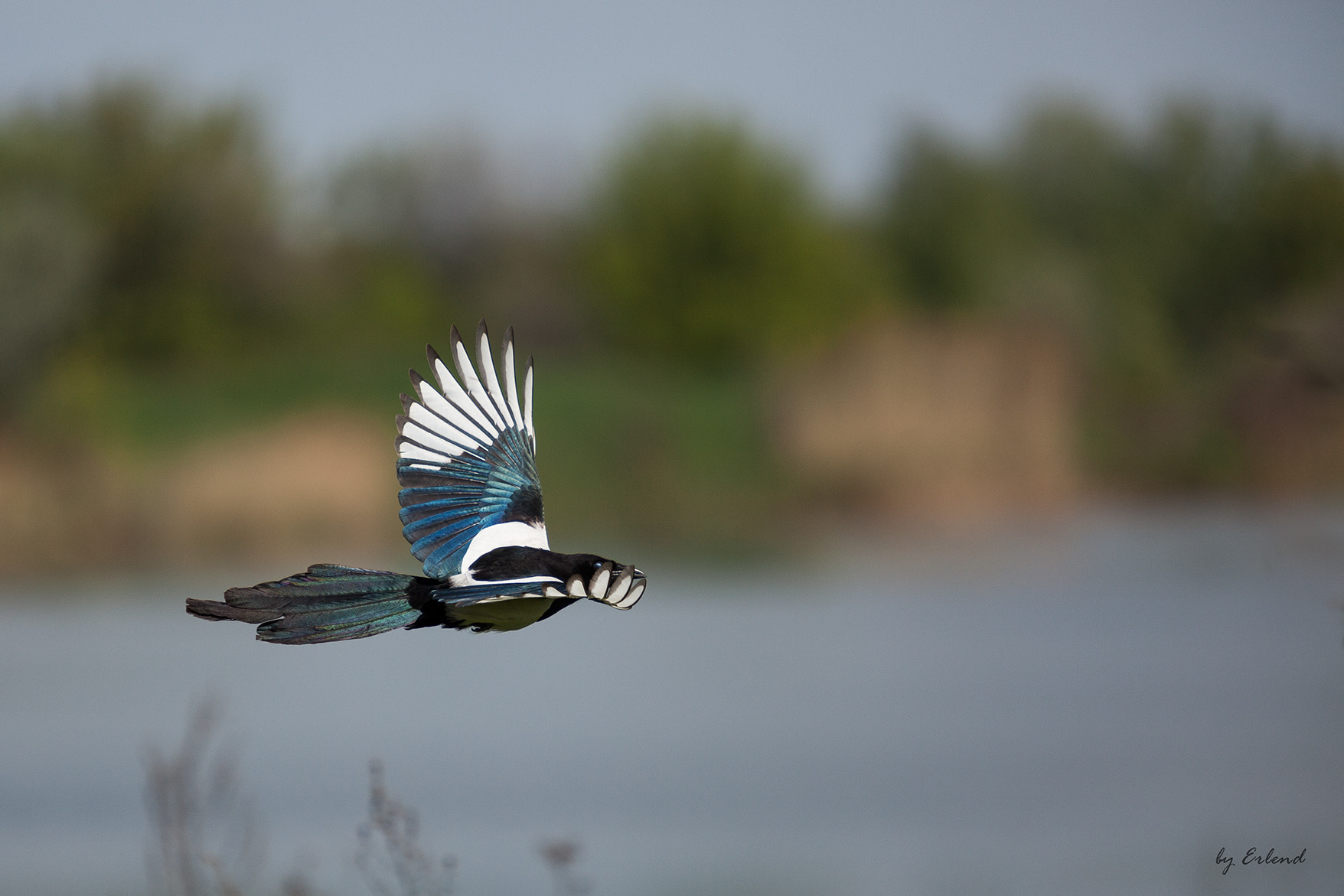 Canon EF 70-200mm F2.8L USM sample photo. Magpie photography