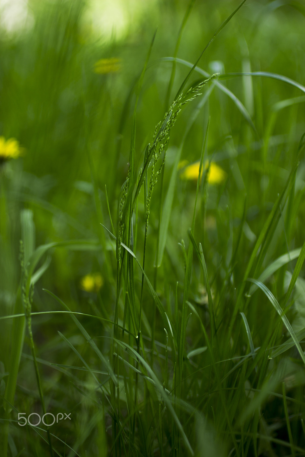 Canon EOS 600D (Rebel EOS T3i / EOS Kiss X5) + Canon EF 50mm F2.5 Macro sample photo. Green grass photography