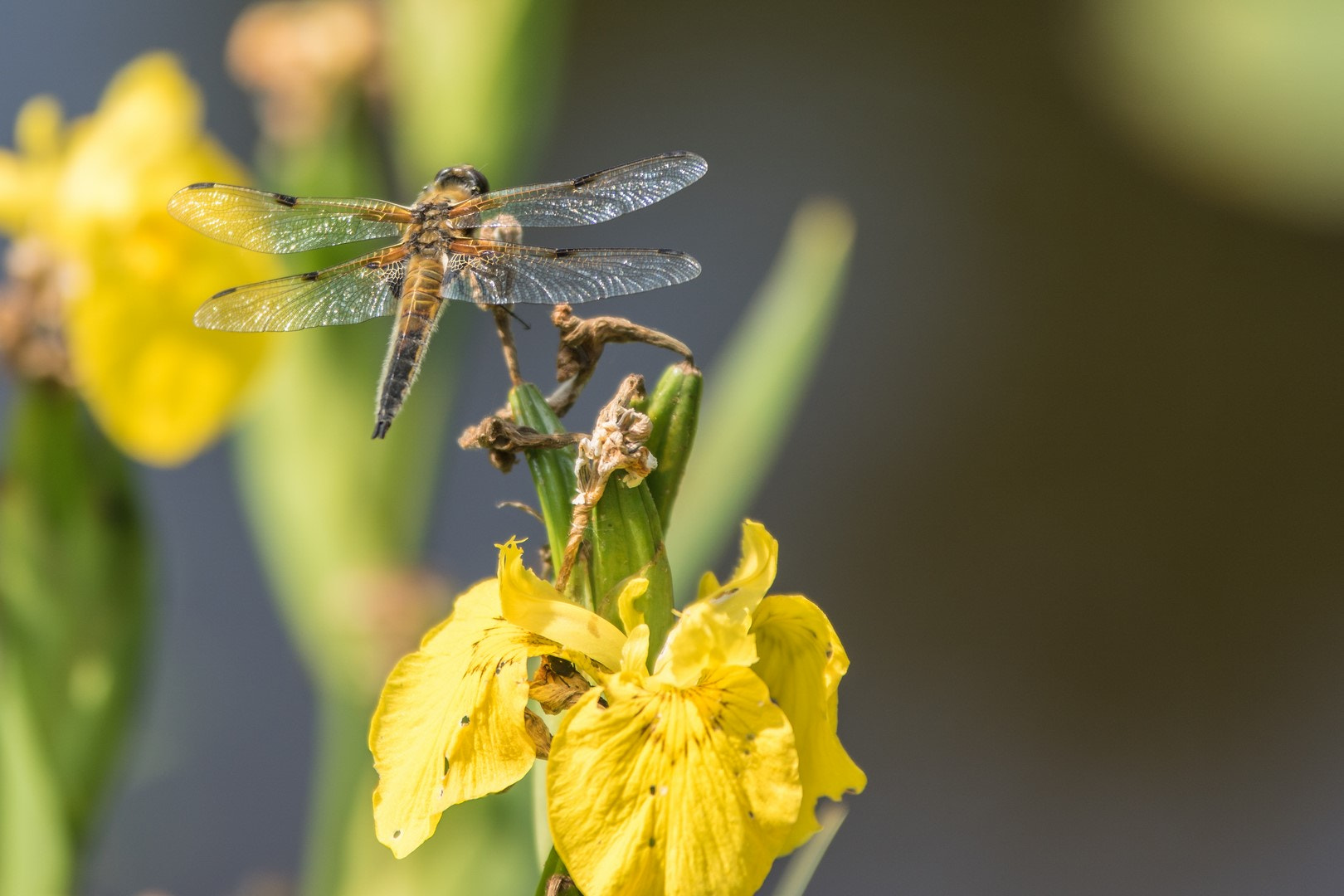 Sony ILCA-77M2 + 70-200mm F2.8 sample photo. Libelle photography